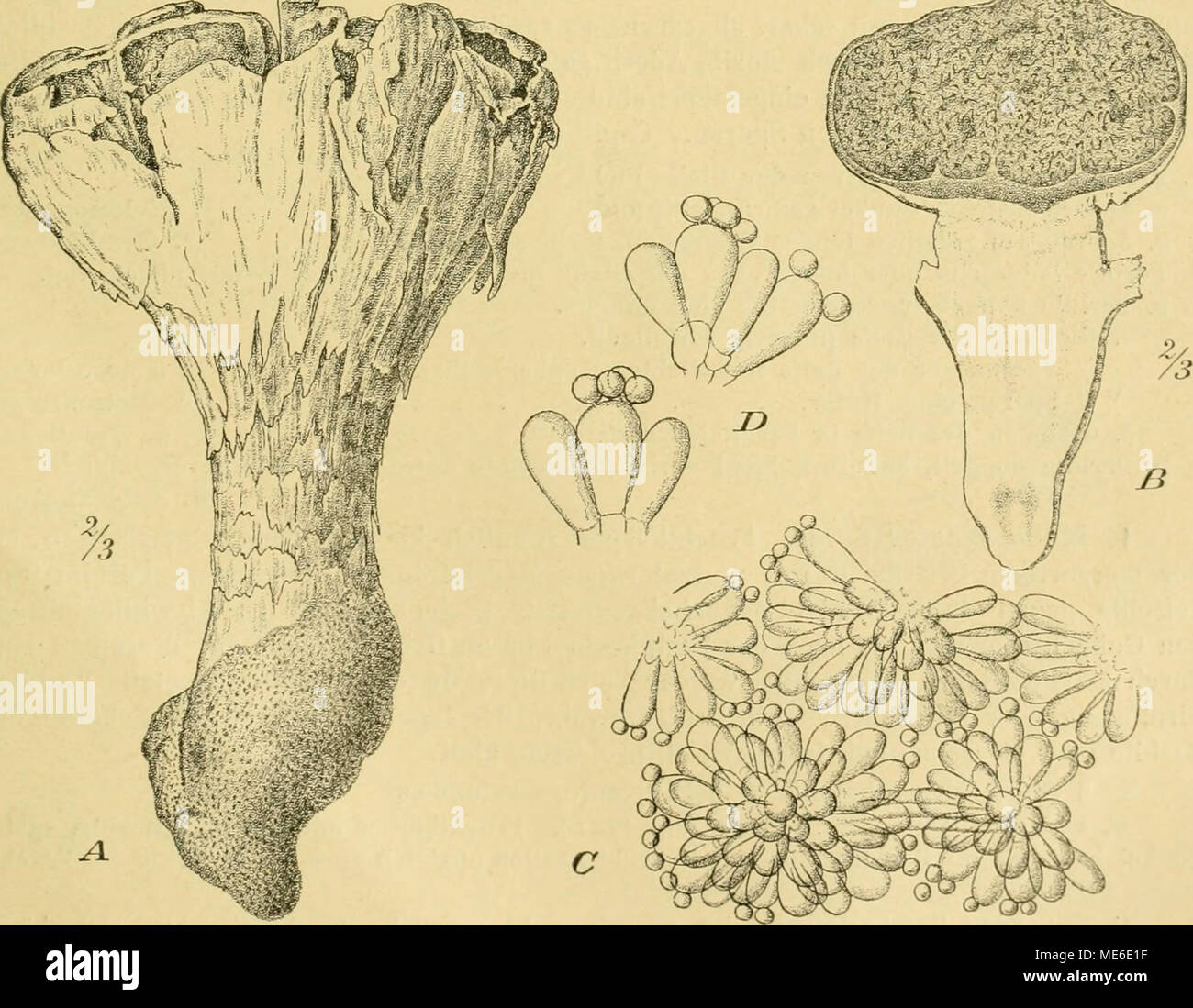. Die Natürlichen Pflanzenfamilien nebst ihren Gattungen und wichtigeren Arten, insbesondere den Nutzpflanzen, unter Mitwirkung zahlreicher hervorragender Fachgelehrten begründet . Fig. 172. A—D Phellorina üelestrei (Durieu et Mont.) E. Fisch. A Habitus (2/3 nat. Gr.). B Labg.-durcbschnittener Fruchtkörper (2/j nat. Gr.). C Partie aus der üleba (stark vergr.). D Gruppe von Basidien mit jungen Sporen (stark vergr.). (A und B nach Durieu et Montagne; C und D Originale.) Stock Photo