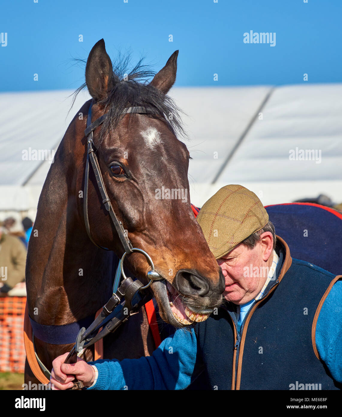 Horse and handler together at a pointtopoint event Stock Photo Alamy