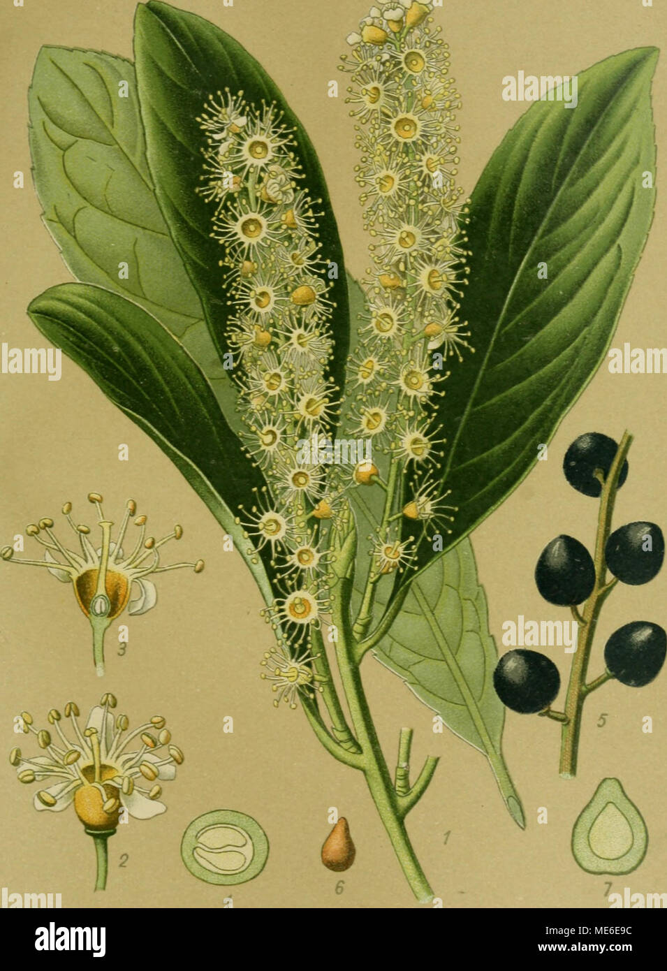 Die Giftpflanzen Deutschlands . Kirschlorbeer. Prunus Laurocerasus MHI. 1  Blhender Zweig. 2 Blte. 3 Blte im Lngsschnitt. 4 Fruohtknoteu im Quer-  schnitt. 5 Fruchtstand. 6 Steinkern. 7 Lngsschnitt durch den Steinkern und  Samen. 2, 3, 4, 7 vergr ...