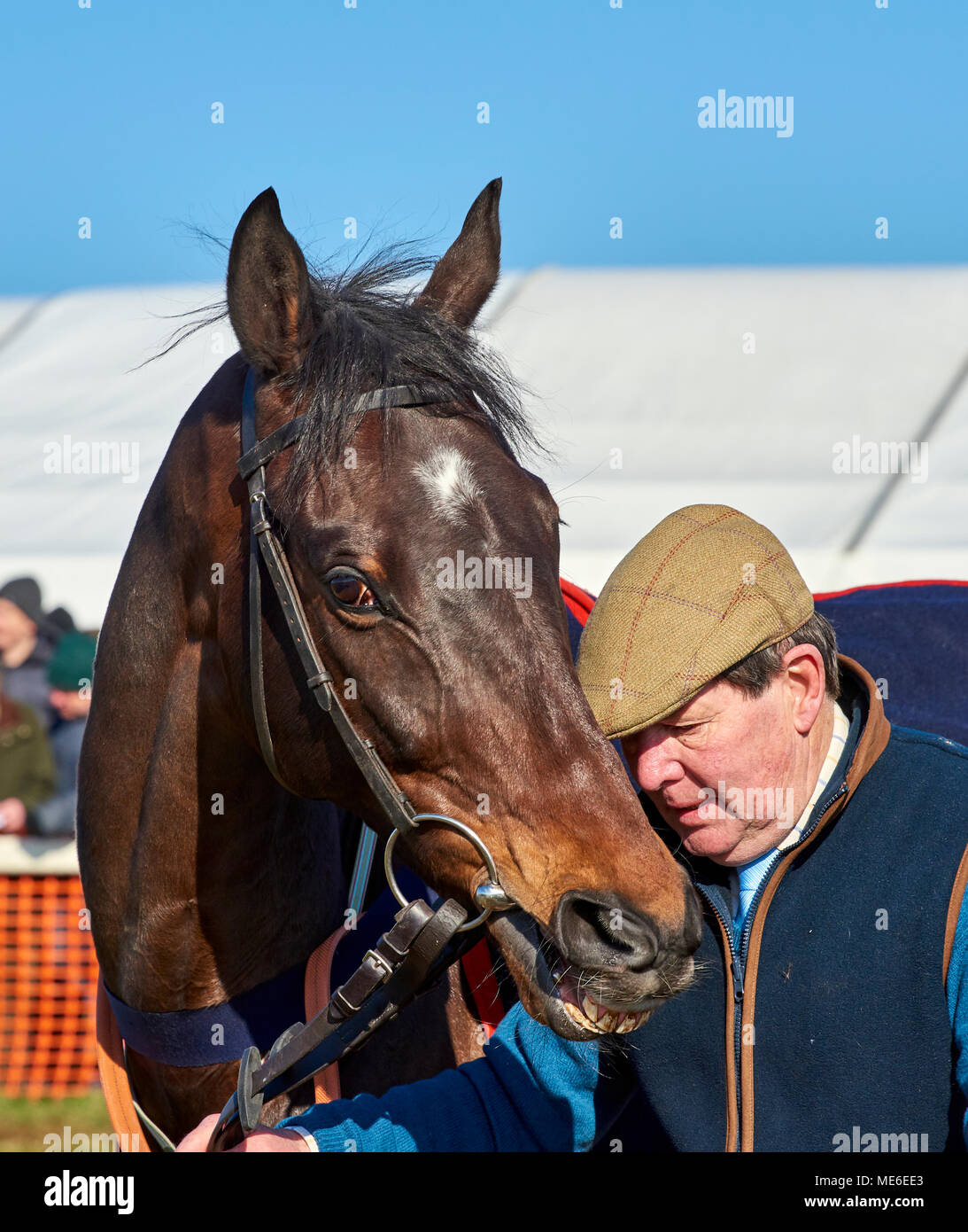 Horse and handler together at a pointtopoint event Stock Photo Alamy
