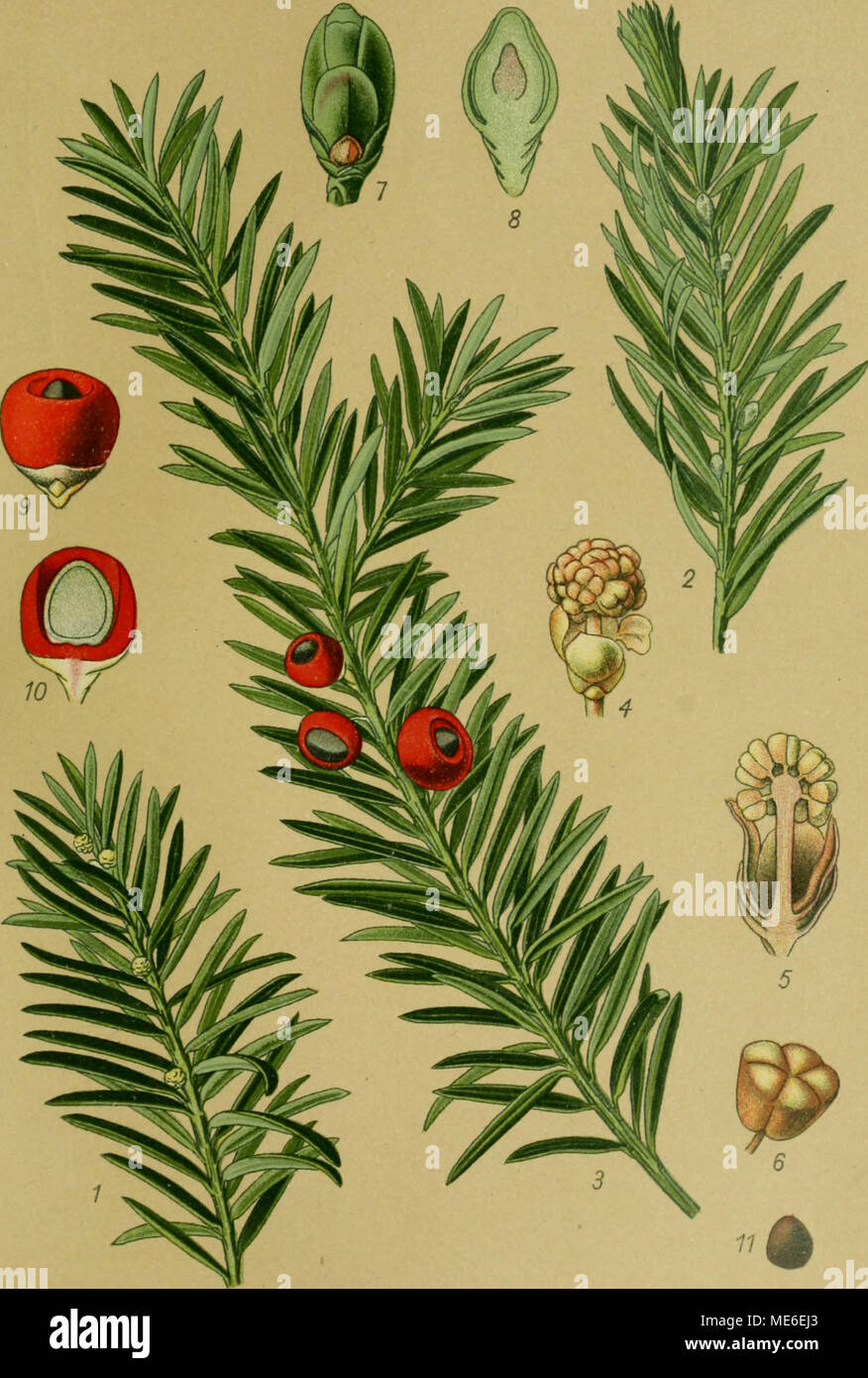 Die Giftpflanzen Deutschlands . Eibe. Taxus baccata L 1 Zweig mit  Staubblten. 2 Zweig mit Fruchtblten. 3 Zweig mit Frchten. 4 Staubblte.  5 Staubblte im Lngsschnitt. 6 Staubblatt. 7 Fruchtblte. 8