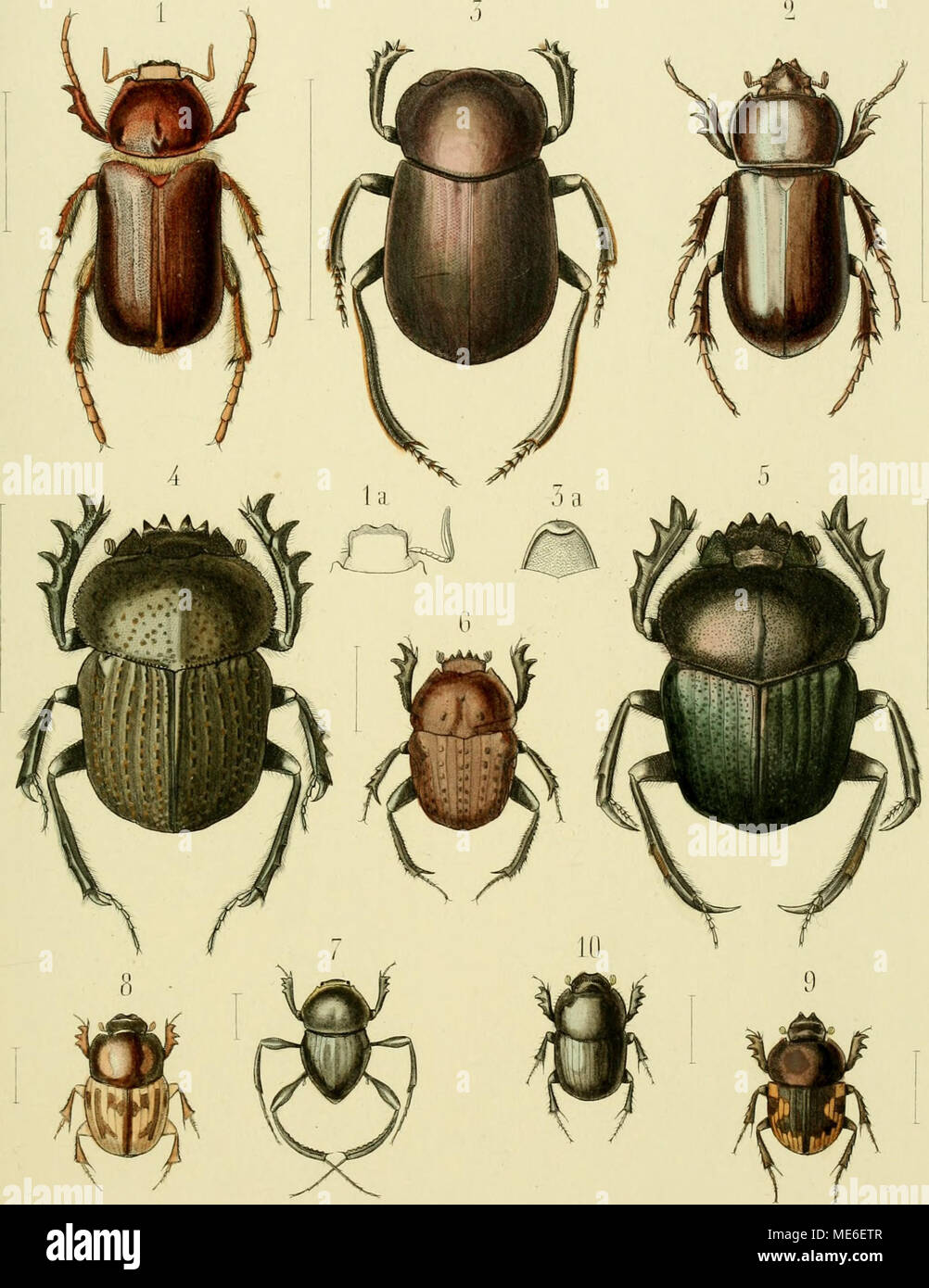 . Die Gliedertheir-fauna des Sansibar-gebietes : nach dem von dr. O. Kersten w©Þhrend der v. d. Decken'schen Ost-Afrikanischen expedition im Jahre 1862 gesammelten material . [ EiiL[ifi'nstes i'iiriiiiatus, lu'i'sL !.', tlii/ii[ilat's .luilndiiiis, (Jerst. ..'ii;Li'li;ili'Us jirureriis, (rersi i.Atmii'lius riih-iiiitiis, l'reist. riAfpucliics aei'atus. Crerst, GlVuuioiiLeuru:^ uiiiiiriiiiis, (fei.st, /. Sls'|^)1iiis luidiftn: (li^Lsf. o.ÜLLtluipliagus [iicliCüllis, Crerst. !l lliiHi.lai'i'iiitus, lii'Lsf :' lll, diitli aterriimis, L'^Pist. c/ Tieffentach del et sc. Stock Photo