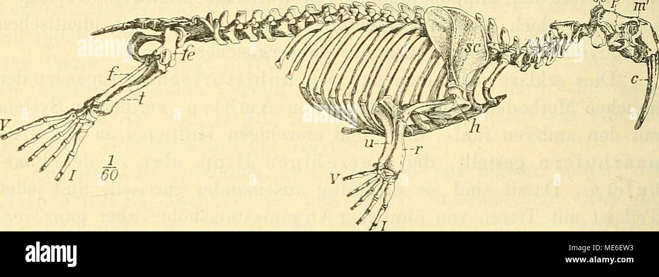 . Die geologischen grundlagen der abstammungslehre . Fig. 169. Trichechus rosmarus L. Skelett. (Nach Cuvier.) Zusammenhang zwischen Landraubtieren und den Seehunden erscheint, so stehen doch gewisse Formen der Pinnipedier dem Raubtiertypus recht fern, z. B. das Walroß (Trichechus Fig. 169). Schon die gewaltige Größe des Tieres, die Form des Schädels, die anliegenden Jochbogen, die ungeheuren Hauer und die den Raubtier- zähnen ganz unähnlichen, stiftförmigen Backzähne entfernen diese Gattung weit von den übrigen Gestalten, mit denen man sie vereinigt. Emanzipiert man sich aber von der Beengung  Stock Photo