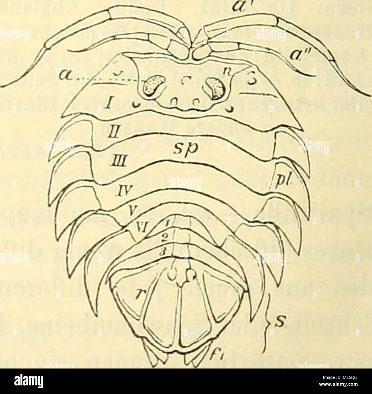. Die geologischen grundlagen der abstammungslehre . Fig. 121. Sphaeroma gigas. Rezent. Kerguelen, Fig. 122. Serolis paradoxa Fab. Punta Arenas. Magelhanstraße. Ansicht der Rückenseite. (Nach Woodavaed.) — Das Kopfschild ist von dem 1.. umfassenden Rumpfschilde durch eine Naht (n) getrennt; a Augen; a' 1., o&quot; 2. Fühlerpaar; 1—VJI Rumpfsegmente; sp Spindel; sl, pl Pleuren (Epimeren); 1 —3 die ersten 3 (freien) Hinterleibssegmente; s Schwanzschild; f, fx die letzten Anhangspaare des Hinterleibes. Vi Stock Photo
