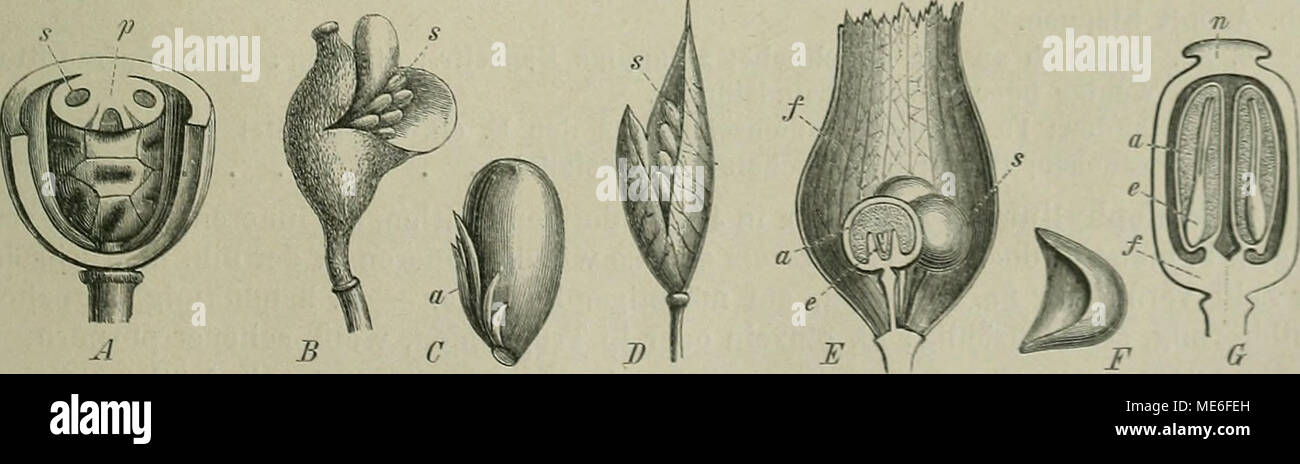 . Die Natürlichen Pflanzenfamilien : nebst ihren Gattungen und wichtigeren Arten, insbesondere den Nutzpflanzen . Fig. 55. Fr. und S. (s) der Bcrberidnccae: A von PodophijUiim pcUalum L.. qner- und längsdnrclischnitt«n: p Placentii; B on Jcfcrsonia dipliyUa Fers.; C einzelner S..derselben (4/1): aArillus: D von Epimeditiiii alpinum h.: £ von Lcontice Leontopetalum L., im Längsschnitt: /'Fruelitwandnng: a Nälirgewebe. ( Embryo: F you AMys tri- phijUa I)C. (3/1); 0 von Berberis vulgaris L. ini Lfingsscünitt (2/i): n Xarbe: a Xährgewebe; c Embryo. strängen sich abzweigenden Adern einander, ohne  Stock Photo