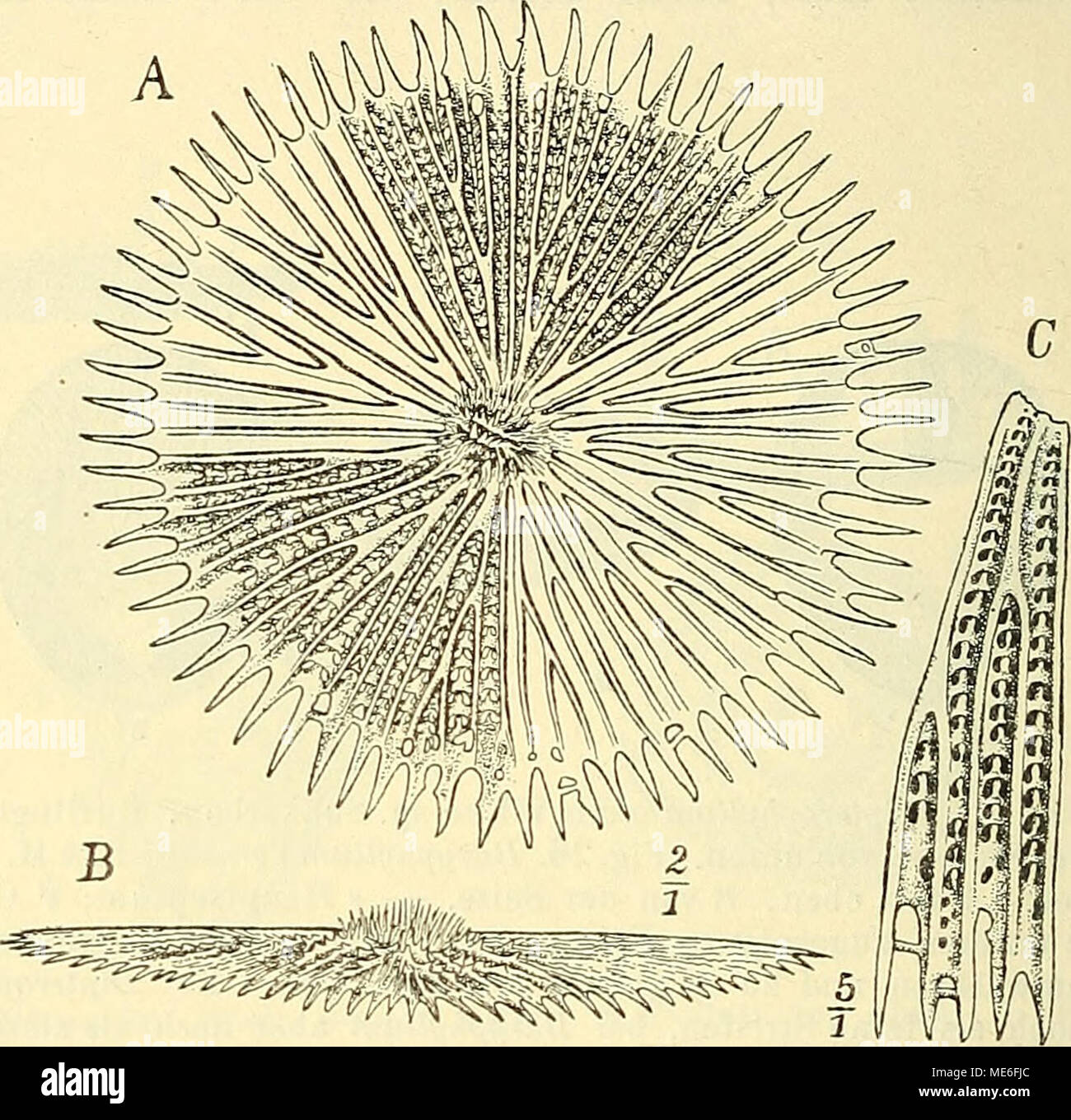 . Die geologischen grundlagen der abstammungslehre . Fig. 27. StephanophyUia imperialis Mich. Miozän. Siebenbürgen. Skelett von oben. Die Septen bilden höbe Kämme, die durch quere Platten miteinander verbunden sind. Die poröse Beschaffenheit ist nicht er- kennbar. (Aus Steinmann- Doederxein: El. d. Pal.) Fig. 28. Leptopenus discus Mos. Südl. Indischer Ozean. (Nach Moselet, Chall. Rep.) Adas scheibenförmige Skelett von oben; die Einzelheiten nur in zwei Sektoren ausgeführt. B dasselbe von der Seite. C ein Stück stärker vergrößert, von oben. Das Skelett besteht aus einer äußerst dünnen, siebarti Stock Photo