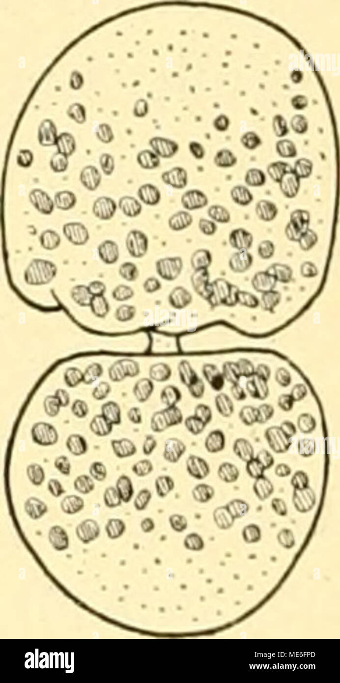 Die Geschichte Der T-Riesen Von Ascaris Megalocephala Als Grundlage Zu  Einer Entwickelungsmechanik Dieser Spezies . Stadium Ii Mit Randwülsten.  Durchschnürung Eines Rieseneies, Nach Dem Leben. Berührungsverhältnis,  Selbst Zwischen Zellen Zweier ...