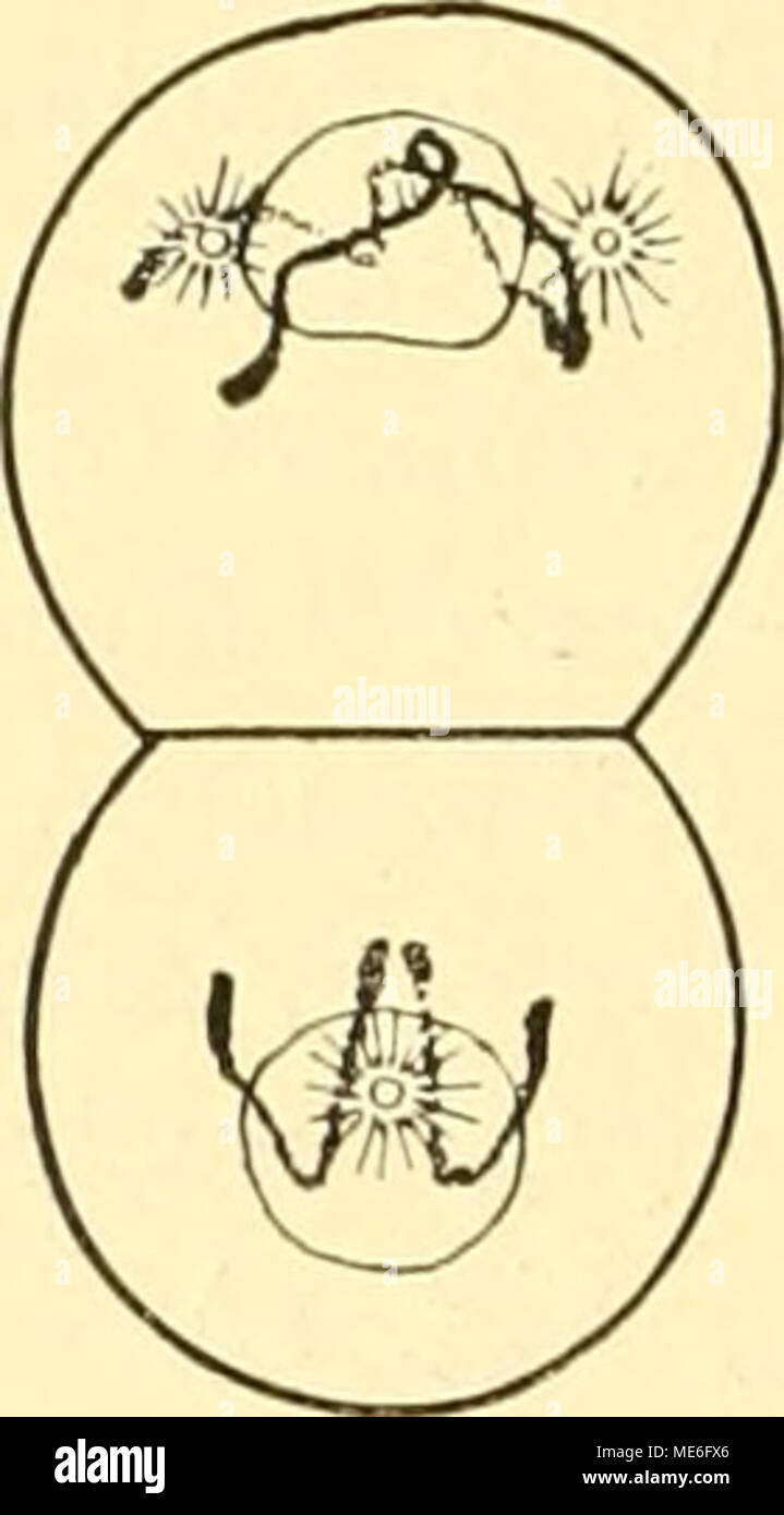 . Die Geschichte der T-Riesen von Ascaris megalocephala als Grundlage zu einer Entwickelungsmechanik dieser Spezies . I! Stadien II, nach konservierten Präparaten. Damit war einwandfrei der Beweis erbracht, daß die Differenzierung der zu- einander senkrechten partiellen Medianebenen in AB und P, nicht erst zur Zeit ihrer Kluftung, sondern schon lange vorher besteht. Das war neu und einigermaßen interessant; nur bewies es leider immer noch nicht dasjenige, was wir aus ökonomischen Gründen gerne finden möchten: die Priorität einer von beiden Ebenen.- Aber es lag ja auf der Hand, was zur Förderun Stock Photo