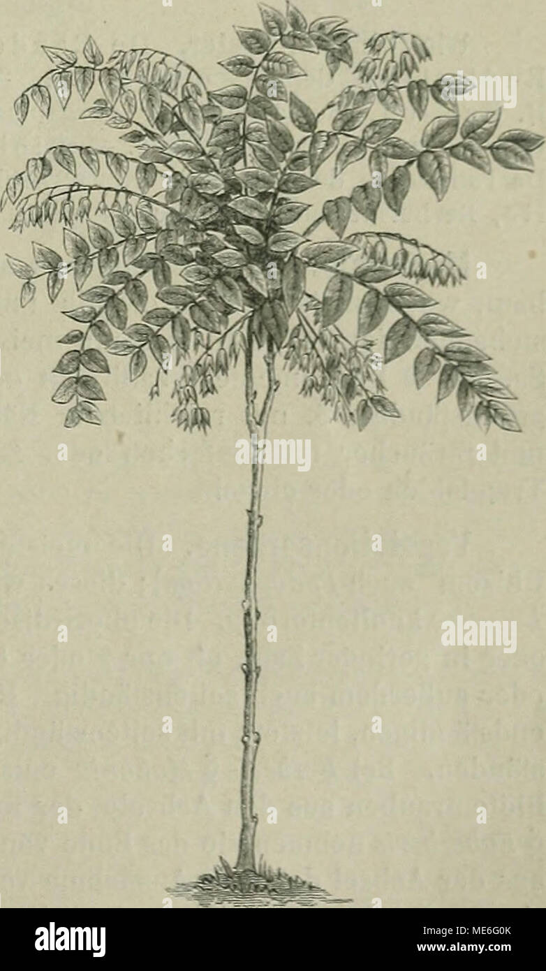 . Die NatÃ¼rlichen Pflanzenfamilien : nebst ihren Gattungen und wichtigeren Arten, insbesondere den Nutzpflanzen . Fig. 51. Decaisnea insignis Hook, et Thoms. (1 10 nat. &amp;r.) (Nach Botan. M^azine t. 6731.) Stock Photo