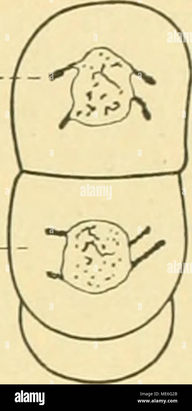 . Die Geschichte der T-Riesen von Ascaris megalocephala als Grundlage zu einer Entwickelungsmechanik dieser Spezies . Fassen wir jetzt zusammen, wie unsere Kenntnis vom Hergange der typisch ge- richteten Teilungsweise sich gestaltet hat. Es wurde gezeigt, daß die frühen und frühesten Phasen des mitotischen Prozesses, sowie die Zustände des „ruhenden&quot; Teilungsapparates der typischen Einstellung im Raum nicht gerade völlig fremd gegenüberstehen. Aber sie nehmen gleichsam nur fakultativ, ohne Verantwortung daran teil, oder kommen im besten Falle nur als Ursache einzelner Dimen- sionen der Sp Stock Photo
