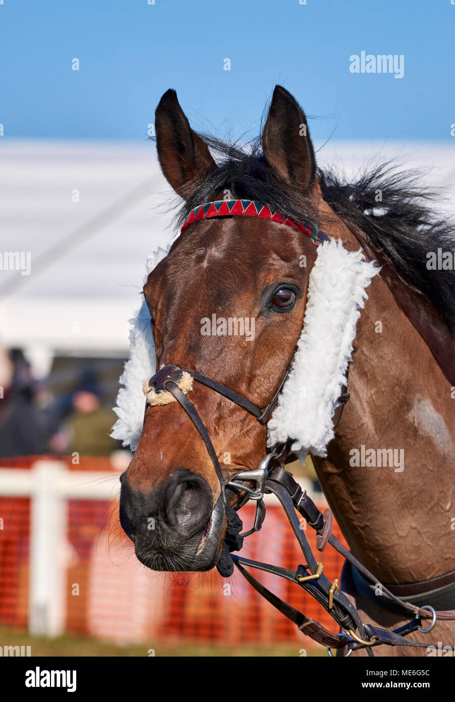 Close-up portrait of a bay hunting horse (hunter) with bridle Stock Photo