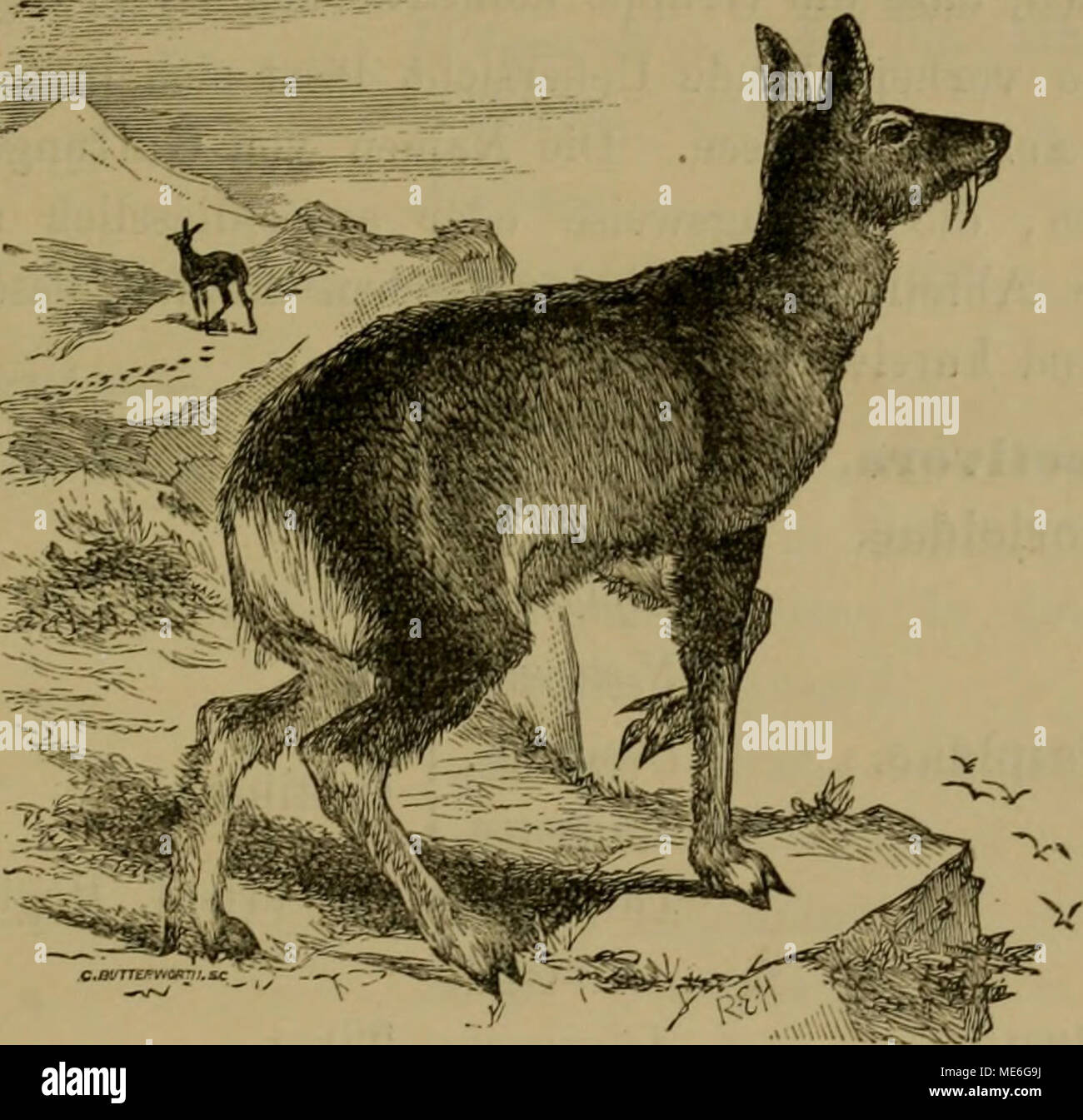 Moschustier hires stock photography and images Alamy