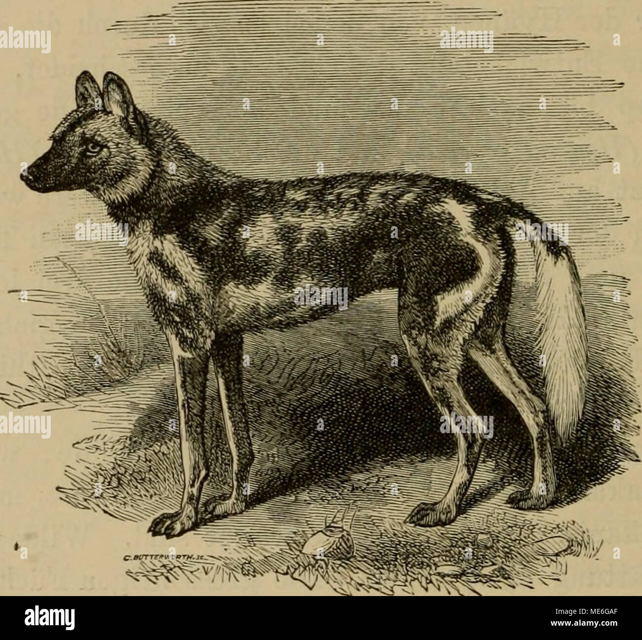 . Die geographische Verbreitung und geologische Entwickelung der Säugetiere . ^-,^^^ i^^'-'^^ Fig. 54. Hyänenhund (Lycaon picius). im Oberkiefer drei oder vier Paar Molaren besitzt. Eine fossile Art aus dem indischen Pliocän ist vielleicht eine verwandte Form. Die Familien der Ursidae und der Frocyonidae sind in dieser Region gar nicht vertreten. Von der Familie der Mustelidae fehlen die Marder (Mustela), und die Wiesel sind nur spärlich vertreten. Das gestreifte Kap wiesei [Poecilogale) bildet jedoch eine besondere Gattung, und der Stock Photo