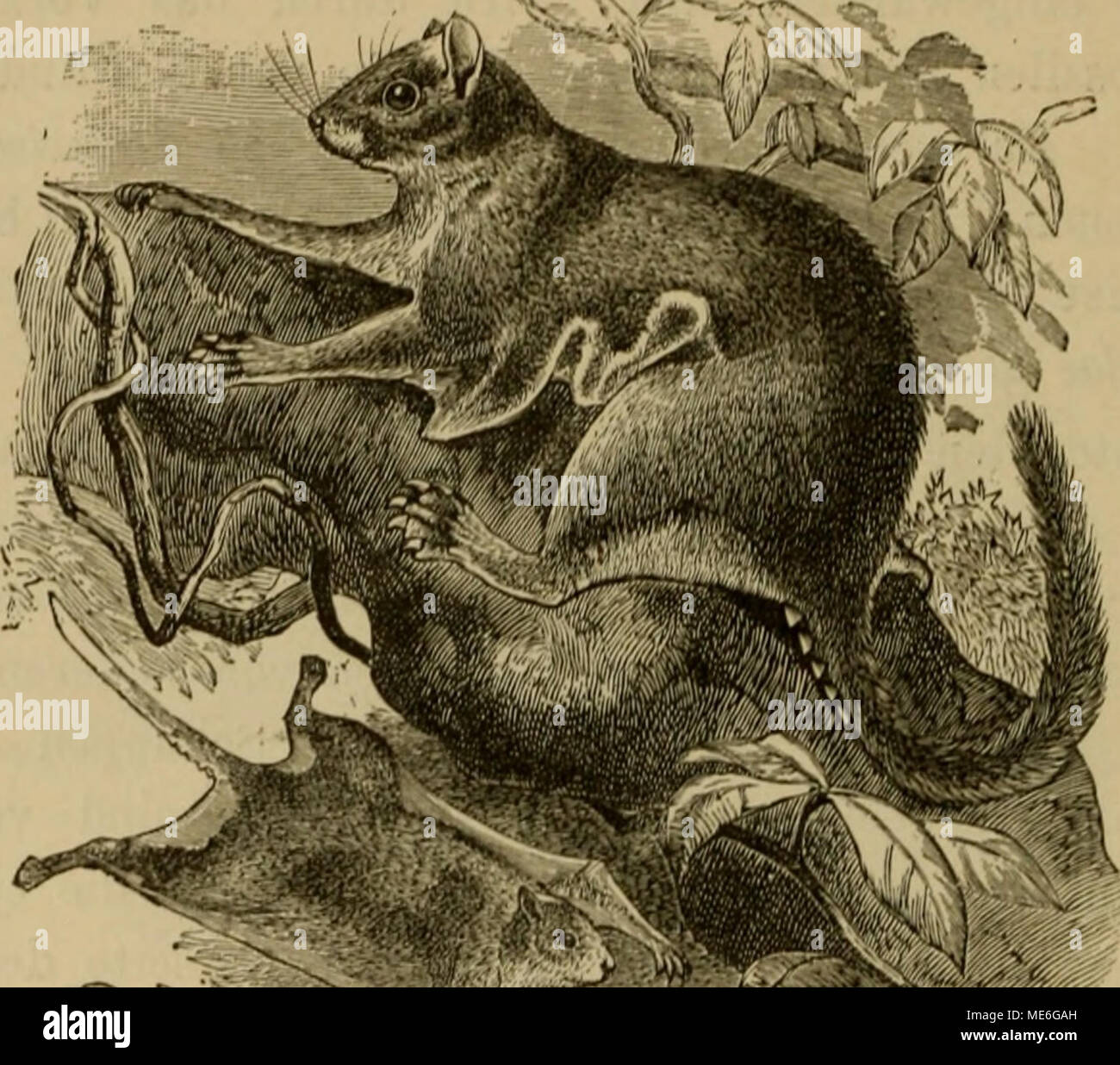 . Die geographische Verbreitung und geologische Entwickelung der Säugetiere . Fig. .&quot;iö, Glänzended afrikaiiisclies KlugcichliöriicIiL'ii (Aiioiiialiirus fiiUjens). der Molaren charakterisiert ist, dieser Region eigentümlich, ebenso die unter dem Namen Claviglis beschriebene west- afrikanisehe Form. Schlafmäuse sind, wie früher er- wähnt wurde, in Europa seit dem unteren Oligocän be- kannt. Sie können daher mit den Halbaffen in Aethiopien eingewandert sein, obgleich dieser Annahme der Umstand Stock Photo