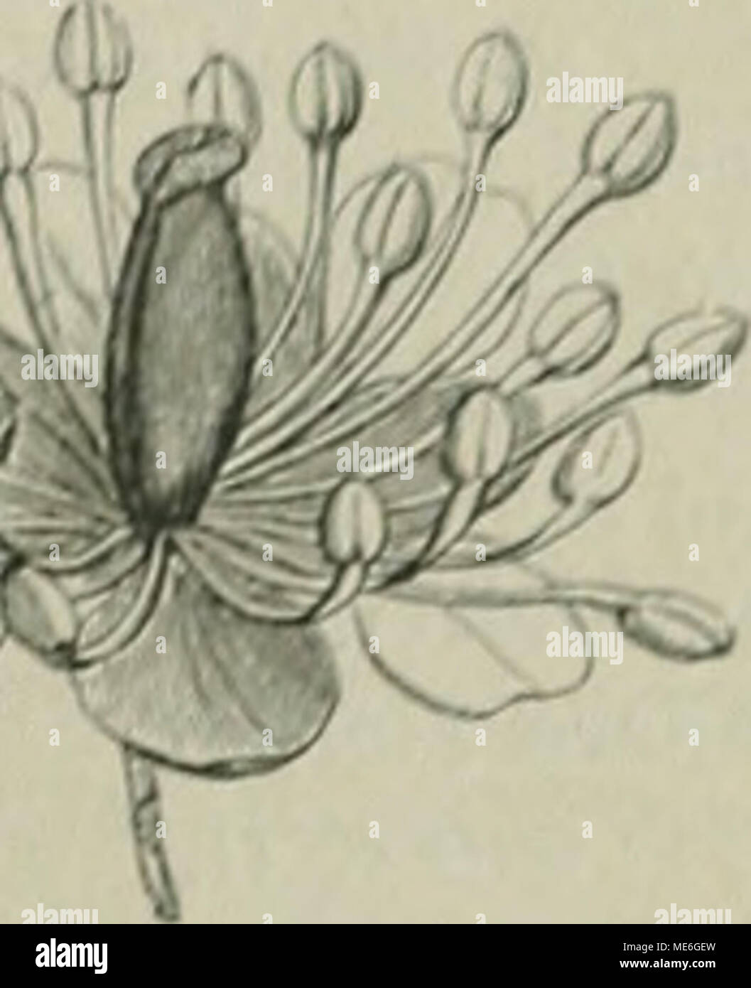 . Die NatÃ¼rlichen Pflanzenfamilien : nebst ihren Gattungen und wichtigeren Arten, insbesondere den Nutzpflanzen . Kit', ^'i J51. von Aclaea npicata L (Nach Bai Hon.) lIoiiiL'L'riihe fboi A. cluta .N'iilt. 1/i. Anemonopsis Sit'l). cl ZiK'c. lt. dci' Hlli. .'i 1Â», ;il)r;illitiil, ros;i: Shiniinodifii zahlreich, kÃ¼rzer; Fr. 2 â 4, h('t'ah,t,'i'l)()i;(Mi. Slaiidc niil /iisaniiii('ii;:csr'|/.(cii l'&lt;.. IJI. in armhiiiligoii Trauben, Ã¼;roÃ. y. macrophylhi Sicli. ei Ziicc, in .l;i|);iii. IJ). Actaea L. K. (hir lllh. meisl i, rasa Thunb., [Pitjjrosperma arerinum Sieb, et Zucc.) in Japan ndt nu Stock Photo