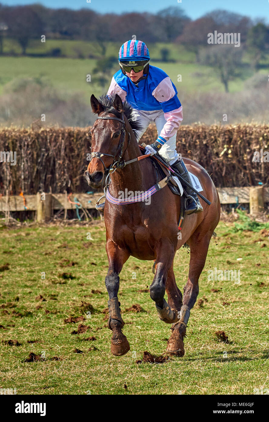 Point to point racing hi-res stock photography and images - Alamy