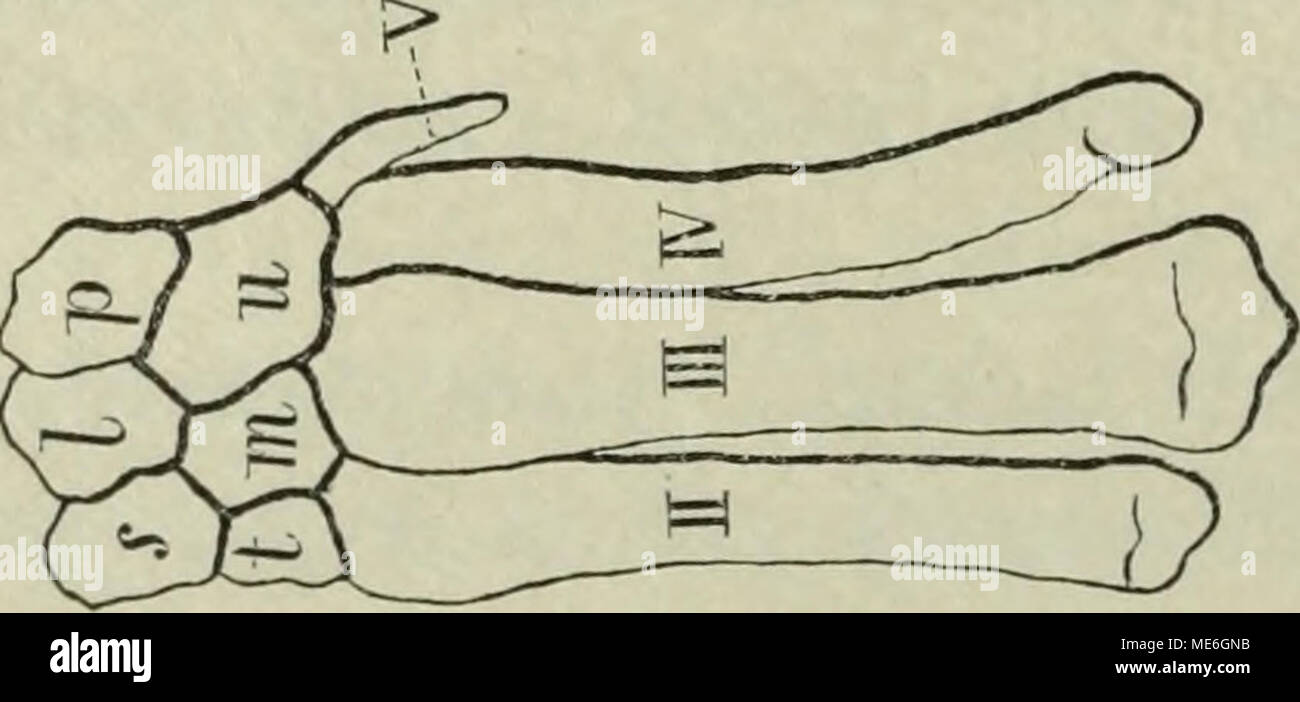 Die Geologische Entwickelungsgeschichte Der Saiugetiere A I I O Amp A Q 1a1 Fh O G 0 S Ca Co 0 P O Ri L S O