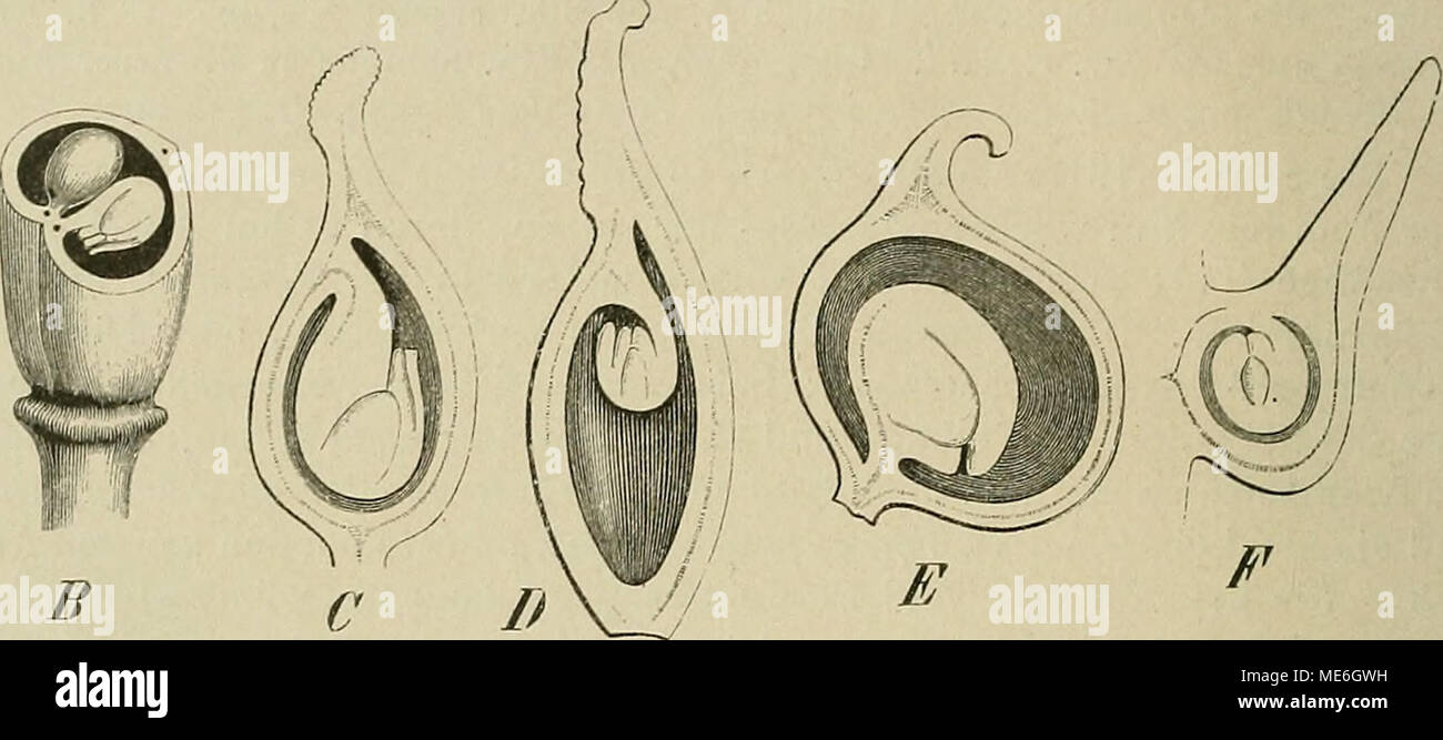 . Die Natürlichen Pflanzenfamilien : nebst ihren Gattungen und wichtigeren Arten, insbesondere den Nutzpflanzen . Ttliiiiiiiiniiiii Fig. 40. frkn. verschiedener Ranunculaceen im Quer- (S) und Längsschnitte (A, C—F)'^ von A Anemone nemo- rosa L.; B Delphinium Consolida L.; C Callianthemum rtttifolium C. A. Mey; ß Thalictrum minus Koch; E Ra- nunculus acer li.; F Myosurus minimus L. Die Sa. besitzt nur  Integument bei Helleborus, Leptopyrum, Anemone, ClemaUs, Trautvetteria, Ranunculus, Myosurus, Oxygraphis. bei allen übrigen Gattungen 2, von welchen gewöhnlich das innere länger ist; bei den Pae Stock Photo