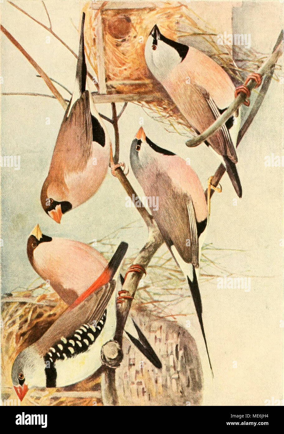 Die Gefiederte Welt Di0 I Ikf Gt F Lui Gt 5 S U Hl V Im U U R 1 Stock Photo Alamy