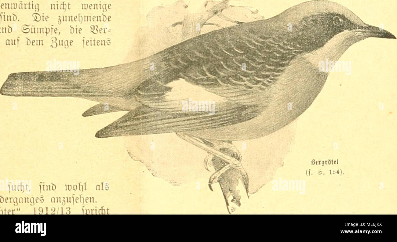 https www alamy com die gefiederte welt strgcmtl berlanbentrnlen v erblicfen jier gegen btepodfpanuungfliegeubestordquotfdireibt 91 stengel in feiner treiflidicn 9lbbanblung ber bie strcfic unb stordiennefter im ftlidien sadfen wirb fofort burd ben turfcilufi gettet wenn er glei jeitig iwei ober melrere srbte berhrt ma bei ber rfie he i iogebs immer ber a ift 2im ufigften ueningtden junge strde ober adi alte liafaen fdion iliren lob an ben seitungen gefunben nadbem lquotte metirere 3alre ben bidt am 9efte dorbeiflirenben driiliten gefdidt ausger image180855246 html