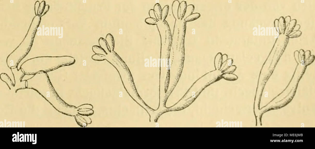 . Die Natürlichen Pflanzenfamilien nebst ihren Gattungen und wichtigeren Arten, insbesondere den Nutzpflanzen, unter Mitwirkung zahlreicher hervorragender Fachgelehrten begründet . Fig. 127. Basidien von Ithyphallus impudicus Vergr. 450. (Nach Tulasne.) branen; an ihrer Oberfläche stehen in dichtem, palissadenförmigem Überzuge die keulenförmigen Basidien (Fig. 127). Letztere tragen an ihrem Scheitel mehrere (wohl meist 6—8) sitzende Sporen von verlängert Stock Photo
