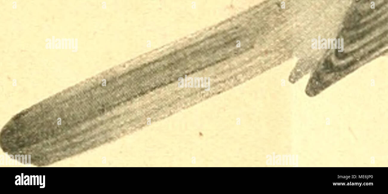 . Die Gefiederte Welt . ItapTöUl Stock Photo