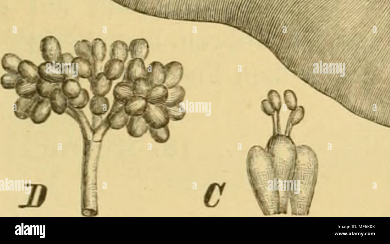 . Die Natürlichen Pflanzenfamilien nebst ihren Gattungen und wichtigeren Arten, insbesondere den Nutzpflanzen, unter Mitwirkung zahlreicher hervorragender Fachgelehrten begründet . c uw :ß^ 4^ :*i^ 'OT?-', Mh^'^^^^ ^)ü&amp;''^ '4 ?ig. 99. A—D FistuUnahepatieaCÄv.h.ii.e^A'Sr. A Habitus etwas verkl.; B Stück des reifeu Hj ujc^^i.Lois nat. Gr.; C Basidien mit Sporen 3S0/1; D ChlamydoBporanträger 3öU/l. (A B Original; C D nach Brefeld.) a. Fruchtkörper häutig, umgewendet. Ol. Röhren im Centrum mit einer cylindrischen Papille 15. Theleporus. ß. Röhren ohne Papille 16. Porothelmm. b. Fruchtkörper  Stock Photo
