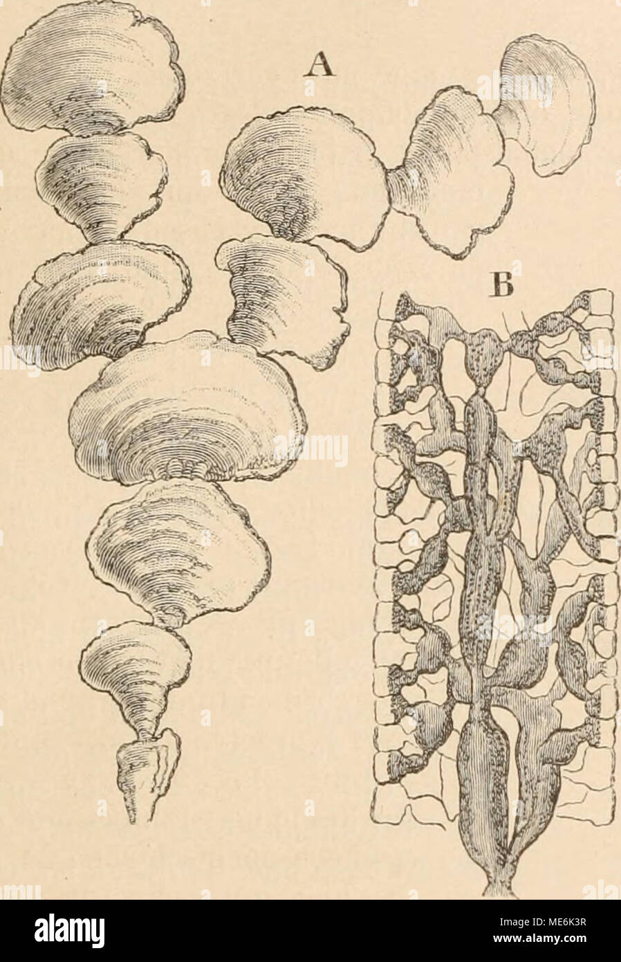 . Die Natürlichen Pflanzenfamilien nebst ihren Gattungen und wichtigeren Arten, insbesondere den Nutzpflanzen, unter Mitwirkung zahlreicher hervorragender Fachgelehrten begründet . entspringen von den längsverlaufenden Mark- schläuchen breite, quere Auszweigungen, die sich nach außen dichotomisch kanimförmig verzweigen (Fig. 9!) und mit Kalk incru- stieren, so dass diese Rindenschicht biegungs- fest construiert ist. Fig. 90. Halimeda Opuntia (L.) Lamx. A Habitusbila (nat, Gr.) eines Tballus (ohne den aus einem Fadeuge- flechte bestehenden Basalteil); B Teil eines Längs- schnittes. (Nach K. Göb Stock Photo