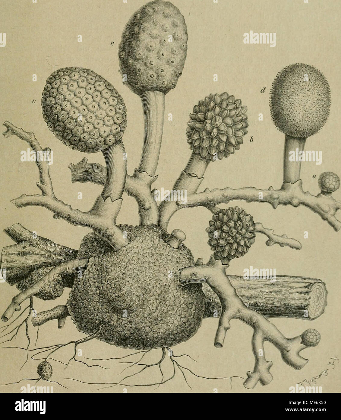 . Die Natürlichen Pflanzenfamilien : nebst ihren Gattungen und wichtigeren Arten, insbesondere den Nutzpflanzen . Fig. 163. Hclosis byasiliensis Schott et Eudl. Knolle auf einer N.'ikrwurzel sitzend, an deren Endigungen links unten sieh auch eine junge Knolle entwickelt. Der links von der KuoHe abgehende Rhizomast in Berührung mit der Nährwurzel ehenfalls eine Knolle entwickelnd. Aus den Ehizomästen Blutenstände hervorbrechend. in ver- schiedenen Altersstufen; (/ ganz jung, 6 älter, c noch älter, die Tragb hier überall vorhanden, d Blütenstand nach Abfallen der Tragb. im Q Stadium mit aufgeric Stock Photo