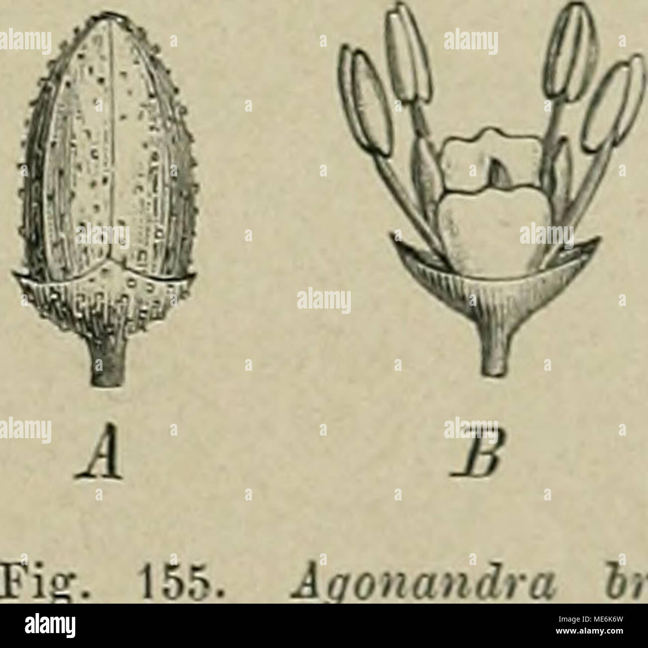 . Die NatÃ¼rlichen Pflanzenfamilien : nebst ihren Gattungen und wichtigeren Arten, insbesondere den Nutzpflanzen . Agonandra brasiliensis Miers. A Knospe: B &quot;(5 Bl. nach Entfernung der Blb.: C Q Bl.: D dieselbe im LÃ¤ngsseliuitt. (Nach der Xatur und Miers.) Nachtrag. 2 4. Harmandia Baill. Bl. eingeschlechtlich. Kelch becherfÃ¶rmig, ganzrandig oder mit 4 kleinen ZÃ¤hnen, bei der Fruchtreife abstehend. Blb. 4 lin den C Bl. 6â8 . zu einer glockenfÃ¶rmigen Blkr. vereinigt. BlÃ¼tenachse mit ringfÃ¶rmigem, gekerbtem Discus. NatÃ¼rl. Pflanzenfain. III. 1. 16 Stock Photo