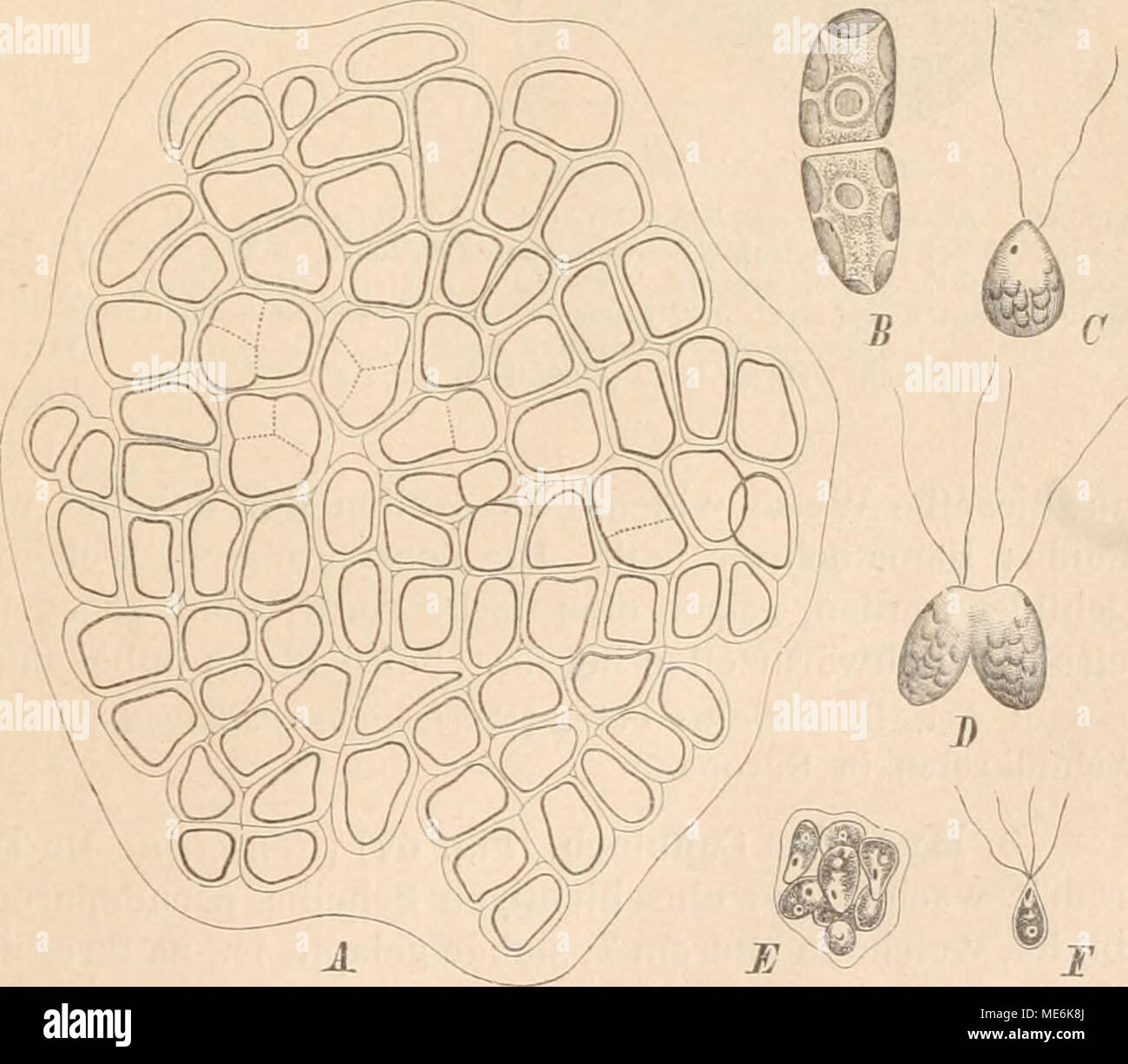 Bius High Resolution Stock Photography And Images Alamy