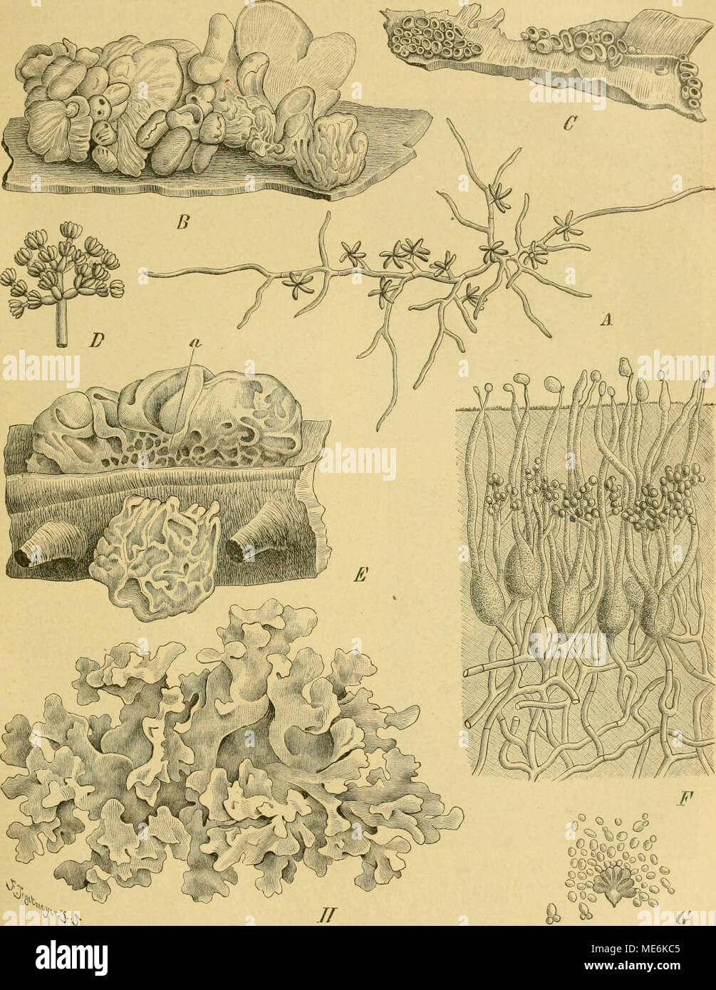 . Die Natürlichen Pflanzenfamilien nebst ihren Gattungen und wichtigeren Arten, insbesondere den Nutzpflanzen, unter Mitwirkung zahlreicher hervorragender Fachgelehrten begründet . Fig. 60. Ä UlocoUa foliacia (Pers.) Bref. Conidientragendes Mycel 320(1. B—D Craterocolla Cerasi (Schum.) Bref. B Basidienfruchtkörper nat. Gr. C ConidienfruchtkOrper nat. Gr. D Conidienträger 300(1. E—G Tremella lutescens Pers. Fruchtkörper nat. Gr. bei a Kaste des Conidienlagers. F Schnitt durch das Hymenium 450(1. 0 Spross- conidien 400|]. H T. fuciformis Berk. Habitus nat. Gr, (Ä nach Möller, das übrige nach Bre Stock Photo