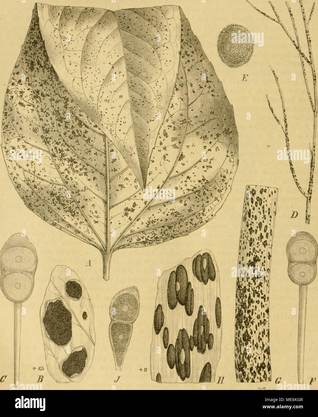 . Die Natürlichen Pflanzenfamilien nebst ihren Gattungen und wichtigeren Arten, insbesondere den Nutzpflanzen, unter Mitwirkung zahlreicher hervorragender Fachgelehrten begründet . Fig. 41. A — C J'ucchiia Hflianthi &amp;chw. ii Teleutosiiorenlauer auf l/&lt;/i'nii&lt;/i«s a)i»«MS. Nat. Gr. £ einige Sporen- Ittger schwach vi-rgr. C eine Teloutdspore 500(1. JJ—F I'uccinia Aspaiai/i Dt'. JJ Abgestorbener Zweig ou Aspa- rniius officinuHs mit Teleutügporenpolstern. Nat Gr. E Uredosporu 5U0/1. /' Teleutospore .500/1. 0—J Puccinia Mlii (DC). 0 u. U Teleuto- und ÜrodoBporenlager auf AUiuiii sativum  Stock Photo