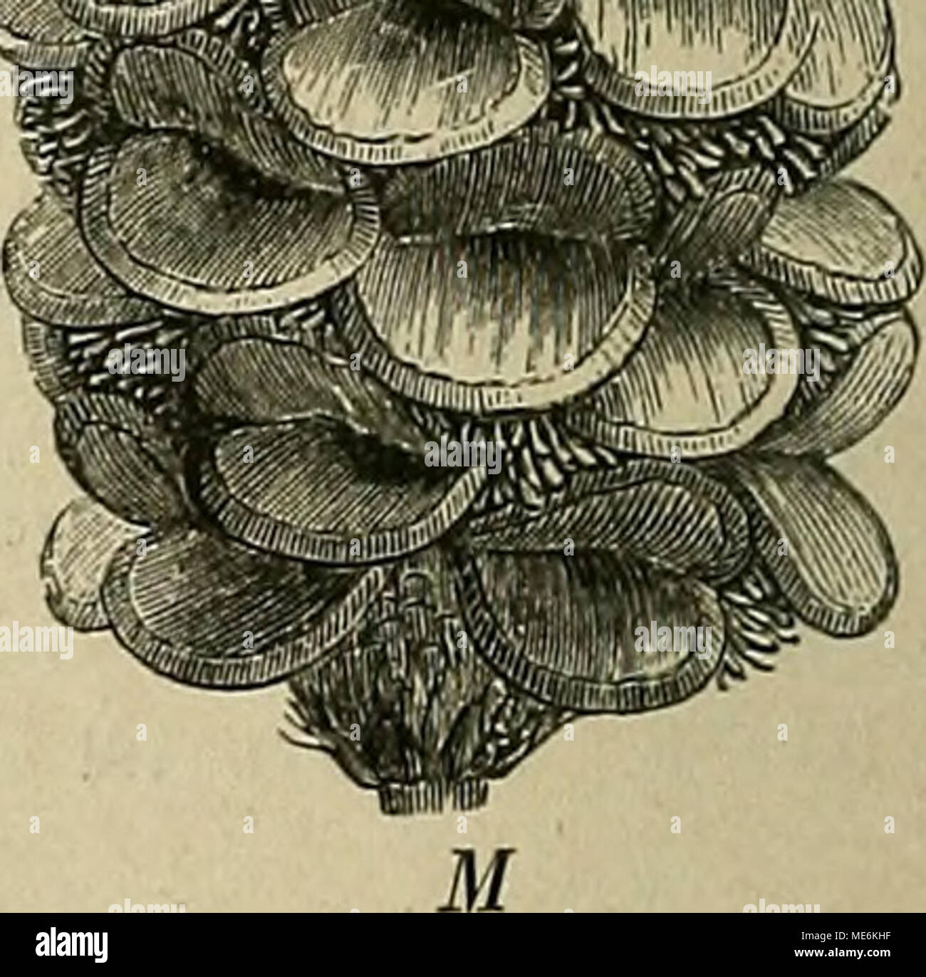 E marginata hi-res stock photography and images - Alamy
