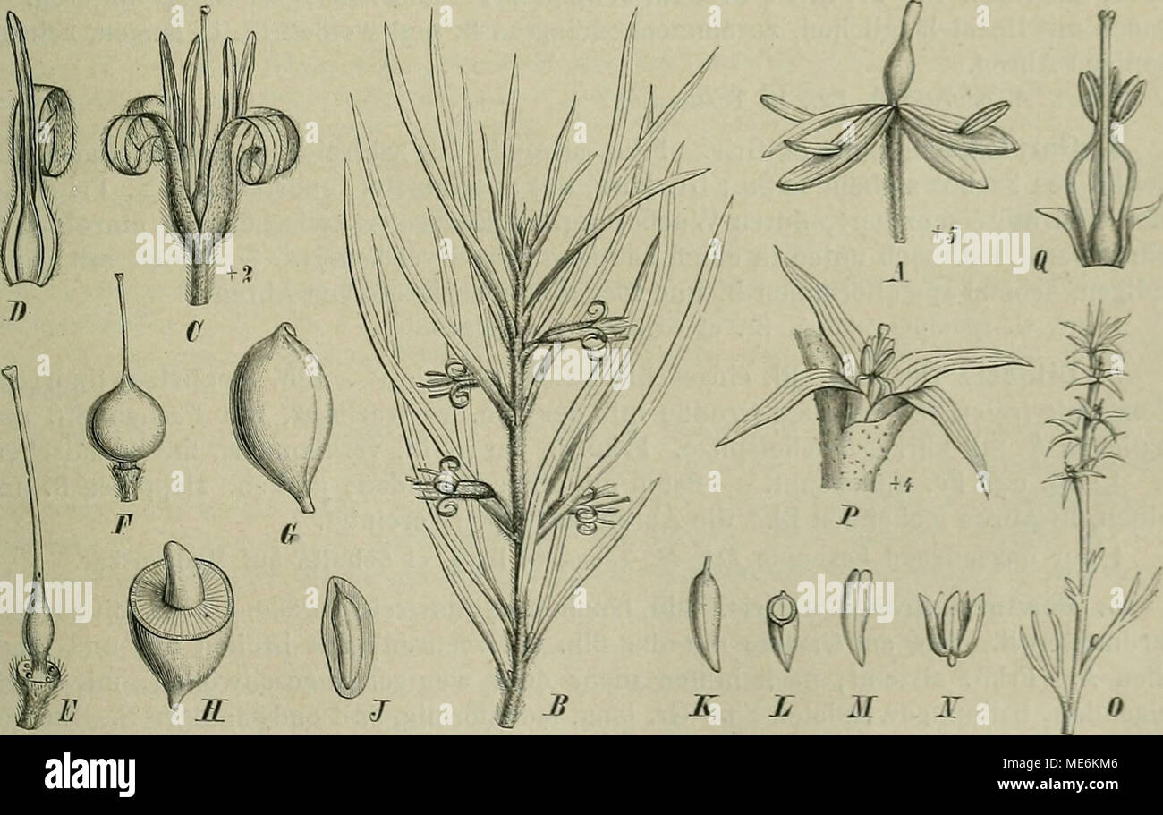 . Die Natürlichen Pflanzenfamilien : nebst ihren Gattungen und wichtigeren Arten, insbesondere den Nutzpflanzen . Fig. 92. A Bellendena montano, E. Br. — B Persoonia linearis Andr. — C—E Pcisoonia lanceolata Andr.: C ein- zelne BL; I) B. der Blh. mit 1 Stb.: E Stempel. — F Persoonia mollis R. Br.. junge Fr. — G—.1/ Persoonia ferruginea Sm.; (SFr.; ff dieselbe nacli Entfernung der oberen Hälfte der fleiscliigen Außenschicht; J Längs- schnitt durch den Steiukern, jedoch mit Schonung des S.; K der S.; L derselbe im Querschnitt: M Keimling. — N Persoonia Pentadactylon Steud. — 0 — Q Symphyonema mo Stock Photo