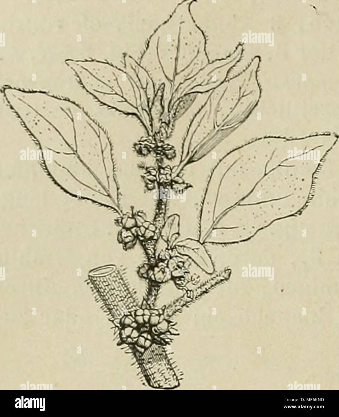 . Die NatÃ¼rlichen Pflanzenfamilien : nebst ihren Gattungen und wichtigeren Arten, insbesondere den Nutzpflanzen . Fig. So. Parietaria officinalis L. StÃ¼ck eines BlÃ¼tenstandes. (Nach Baillon.) 35. Gesnouinia Gaudich. Von voriger Gattung hauptsÃ¤chlich durch monÃ¶cische Bl. und linealische N. verschieden. â StrÃ¤ucher. (Fig. 84 B.)  Art, G. arborea (L.) Gaudich., auf den Canaren. 3 6. Rousselia Gaudich. Ebenfalls mit Parietaria nahe verwandt, vorzugsweise ausgezeichnet durch die VerlÃ¤ngerung der Achse in eine dÃ¼nne Platte Ã¼ber die Insertion der beiden Q. Bl. eines Involucrums. (Fig. 8 4 E Stock Photo