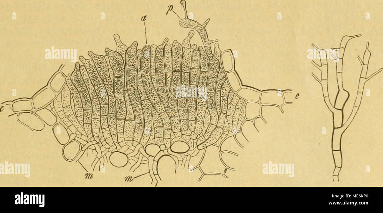 . Die NatÃ¼rlichen Pflanzenfamilien nebst ihren Gattungen und wichtigeren Arten, insbesondere den Nutzpflanzen, unter Mitwirkung zahlreicher hervorragender Fachgelehrten begrÃ¼ndet . B Fig. 23. Chrysomyxa Rhododendri (DC.) A Senkrechter Schnitt durch ein Teleutosporenlager. Die meisten Sporen- reihen zeigen den Beginn der Promycelbildung; bei p ein Promycel, an dem die Bildung der Sporidien beginnt. (140(1). B Einzelne Teleutosporenreihe desselben Pilzes nach vollendeter Keimung und Abwerfang der Sporidien. (Nach De Bary.) Einzige Art D. deformans Diet. auf Picea Morinda im Himalaya. Die orang Stock Photo