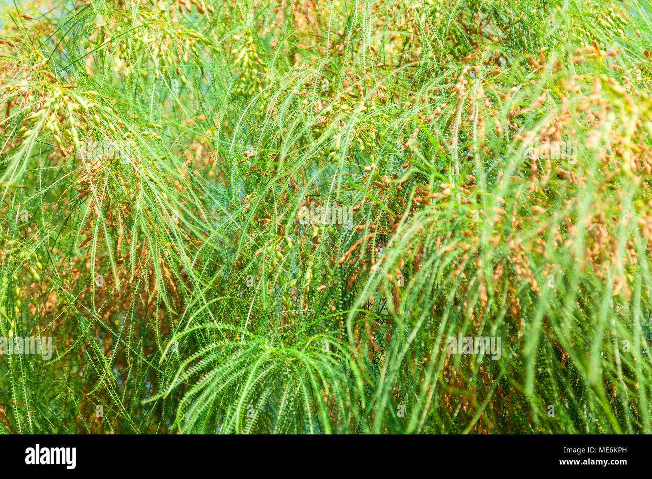 Background consisting of thin green branches Stock Photo