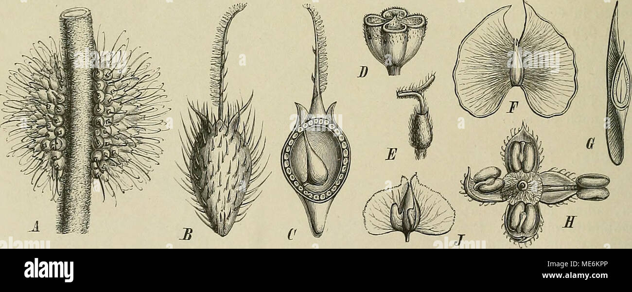 . Die Natürlichen Pflanzenfamilien : nebst ihren Gattungen und wichtigeren Arten, insbesondere den Nutzpflanzen . Fig. 80. Bl. und Fr. der Boehmerieae. A—C Boehmeria, A B. niacrophylla Don, Q Blütenköpfclien; B, C B.nivea (L.) Hook, et Arn. — D—6 Memorialis caudata Wedd., D ^ Bl., E Q Bl., F, G Fr. — H, J Pouzolzia, H P. discolor Wedd., J P. laevigata Gaudich., fruchttragende Blh. (Alles nach Weddell, Monographie, PI. XI und XIII.) b. N. kopfförmig, scheibenförmig oder spatelig. a. Blh. den Frkn. umschließend, aber demselben nicht angewachsen. I. Bl. in zusammengesetzten Scheinähren. Blh. der  Stock Photo