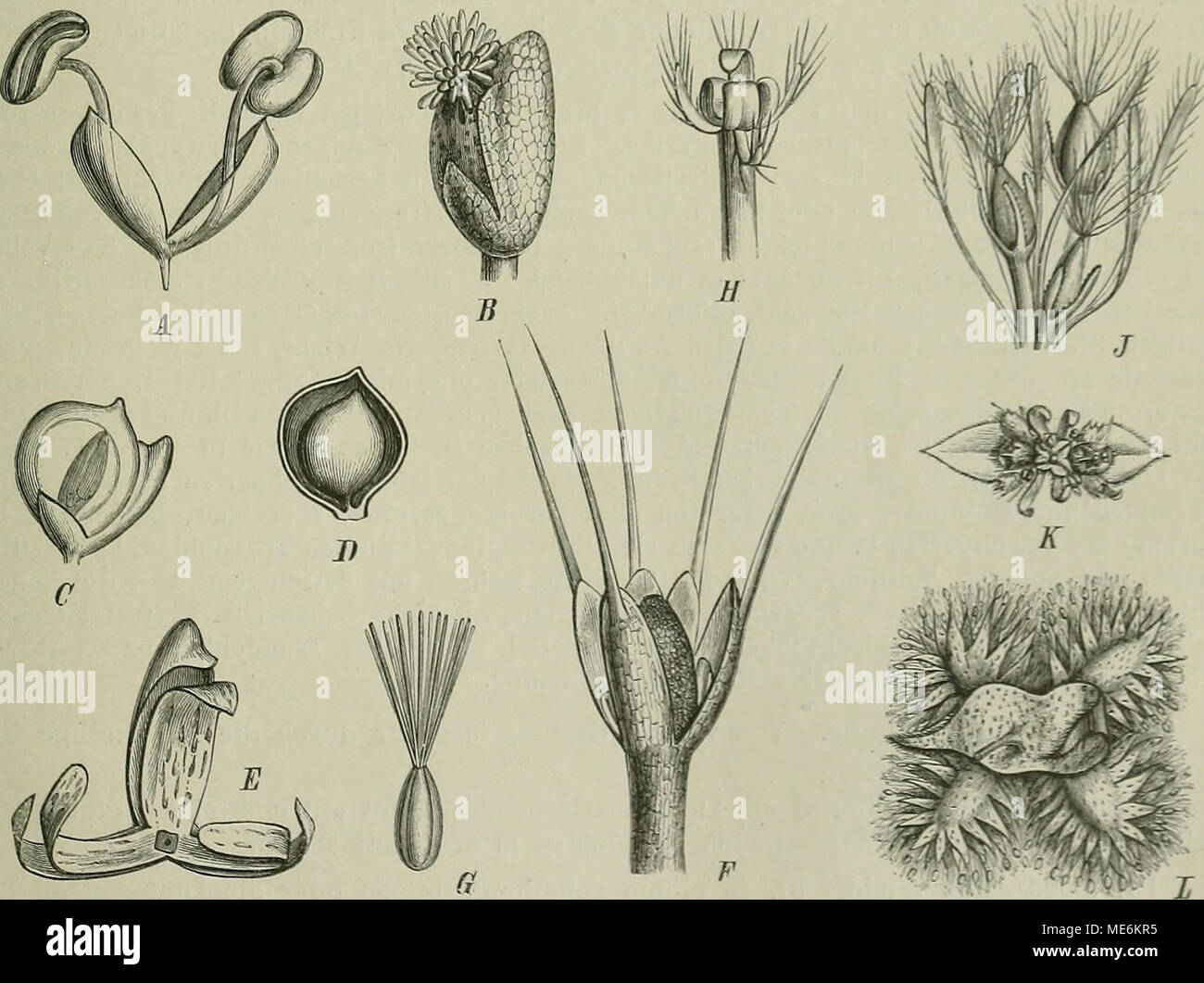 . Die Natürlichen Pflanzenfamilien : nebst ihren Gattungen und wichtigeren Arten, insbesondere den Nutzpflanzen . Fig. 78. BI. und Fr. der Procrideae. A—E Pilea , A P. InjaUna Fenzl: B P. serpyllacea Hook, et Arn.: C, ß P. inaequalis ^Ve^Li..•, EP. Incens Wedd., Q BI. Dach Entfernung des Frkn. mit Staminodien.  F, G Pellionia elatostemoides Gaudicli. Q BI. und Frkn. — fl—X Elatcstema. H E. sessile Forst., Q BI. mit Staminodien nach Entfernung des Frkn.; J E. acnminatum Brongu., Teil des Q Blütenstandes; K E. podophi/Uum Weii., (5 Bluten- stand, &amp; Yorl). i. Grades, senkrecht zu diesem die  Stock Photo