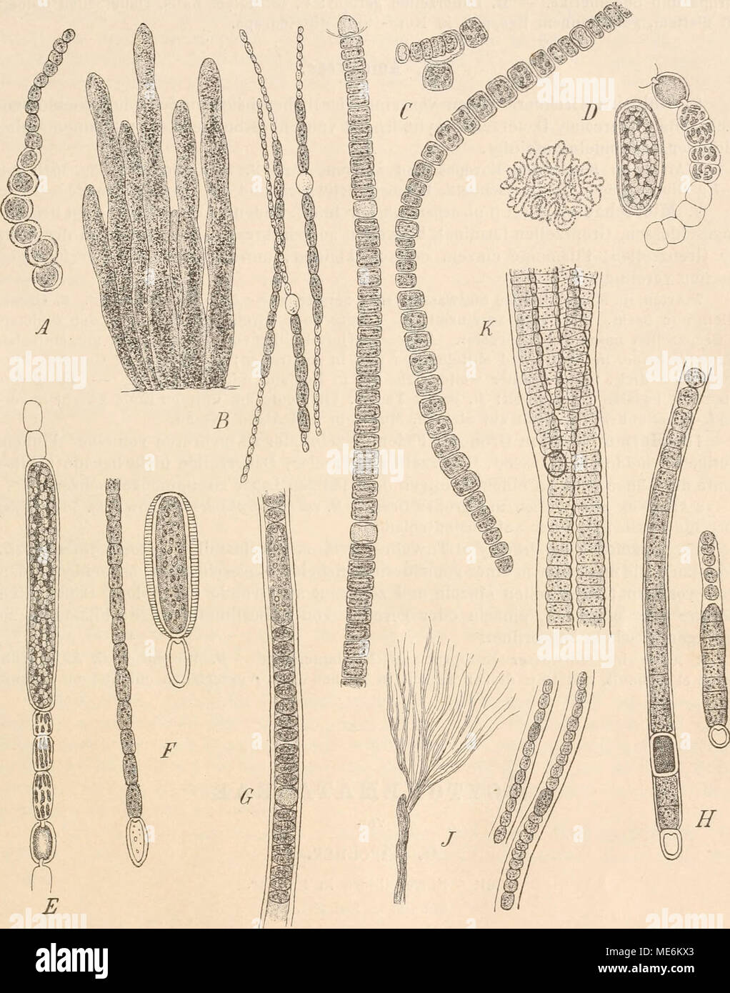 . Die Natürlichen Pflanzenfamilien nebst ihren Gattungen und wichtigeren Arten, insbesondere den Nutzpflanzen, unter Mitwirkung zahlreicher hervorragender Fachgelehrten begründet . Fig. 50. A Isocystis messanensis Bzi. (350/1). — B Wollea saccata B. et Fl. (Natürl. Gr. und 250/1). — O^Nodularia üarveyana Thur. (050/1). — D Aiiabaena Flos aquae Breb. 1 Familie (115/1), 2 Oauerzelle, 3 Fadenstück (824/1).— E Apkanizomenon flos aquae Ralfs (S24/1). — F Cylindrospermum stagnale B. et Fl. (000/1). — G Aulosira laxa Kirch. (600/1). — H Miciochaete Gocppertiana Kirch. (600/1). — J Hormothamnion enttr Stock Photo