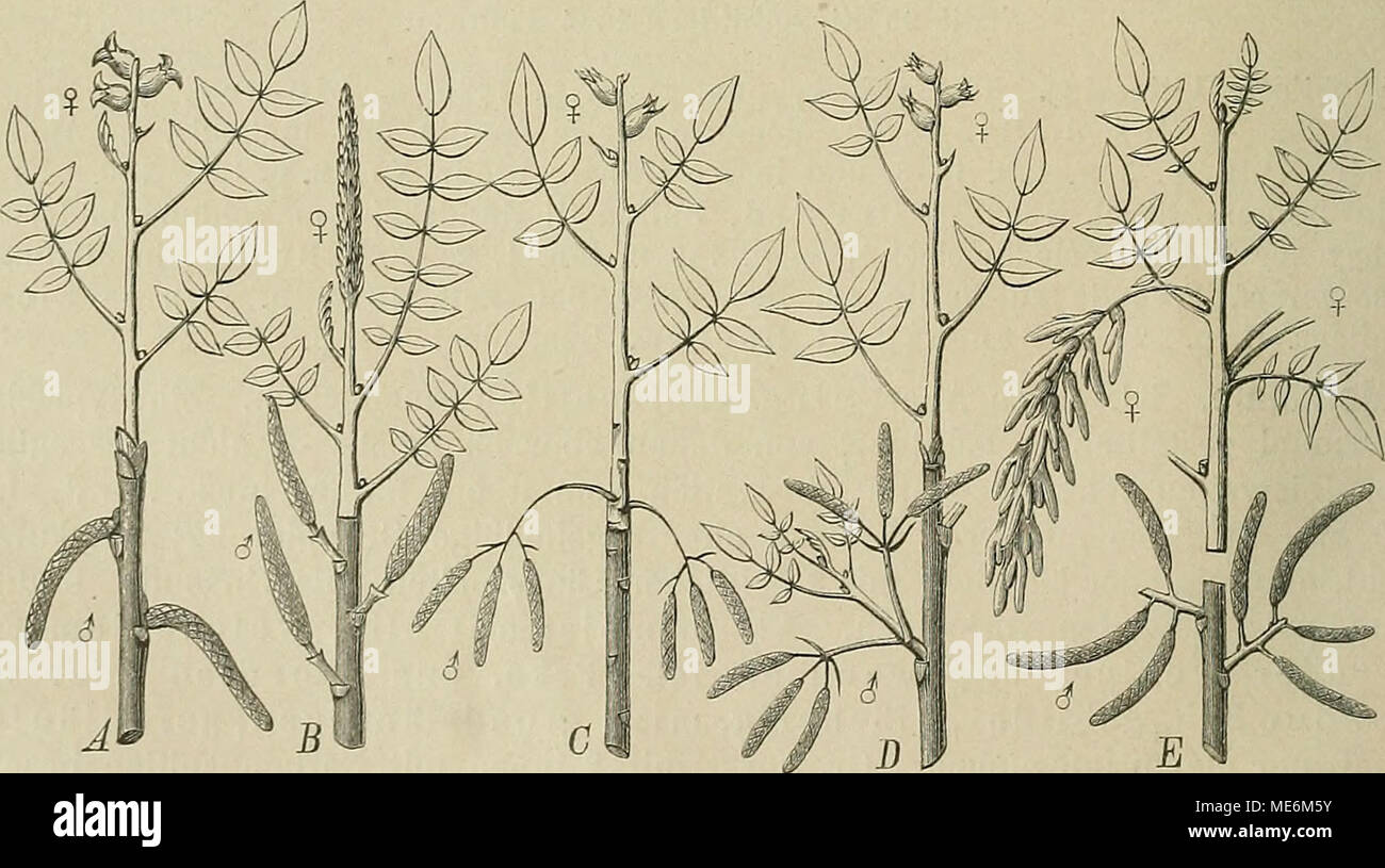. Die NatÃ¼rlichen Pflanzenfamilien : nebst ihren Gattungen und wichtigeren Arten, insbesondere den Nutzpflanzen . Fig. 18. BlÃ¼tenstandsstellnng (halbscliematiscli) verschiedener J. A Juglans regia L.; B PterocanjafraxinifoUa (Lara.) Spacli; C Carya alba'Sntt.: D Carya amara Nntt.; E Engelhardtia spicata Blume. Der weiÃ gehaltene Sprossteil gehÃ¶rt dem Jahre der BlÃ¼te, der dunkel gehaltene dem Vorjahre an. (^ KÃ¤tzchen einer Achse (Â« + ) -ten oder sogar (vergl. Fig. 18 C, D] einer Achse {n -{- 2)-ten und [n -{- 3) -ten Grades angehÃ¶ren. Bei Platycarya strobilacea Sieb, et Zucc. Stock Photo