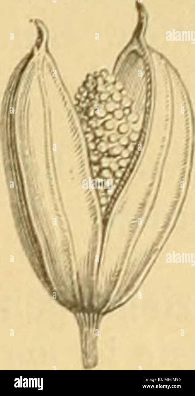 Ju Hon High Resolution Stock Photography and Images - Alamy