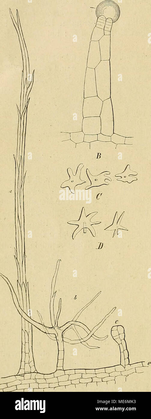 . Die Natürlichen Pflanzenfamilien : nebst ihren Gattungen und wichtigeren Arten, insbesondere den Nutzpflanzen . &quot;-^^^ Fig. 50. A Längsschnitt eines B. von Hiei actum pili/crum Hoppe, mit einer fadenförmigen Zotte (a), einem melir- zeliigon Haar mit unregelmäßig steruföriiiiger Kndzellc (6) und einer kurzen , kopfigen Zotte (c). — B Driisen- zotto vom Blattstiel eines Eupatorium. — C gestielte Sterilhaare von Piptocarplia macropoda (DC.) Bak. — J) Schüppchen vom B. von Kremanilius incanus Less. (A u. U aus De Bary, Vergleichende Anatomie der Vegetiitioiisorgane.) Stock Photo