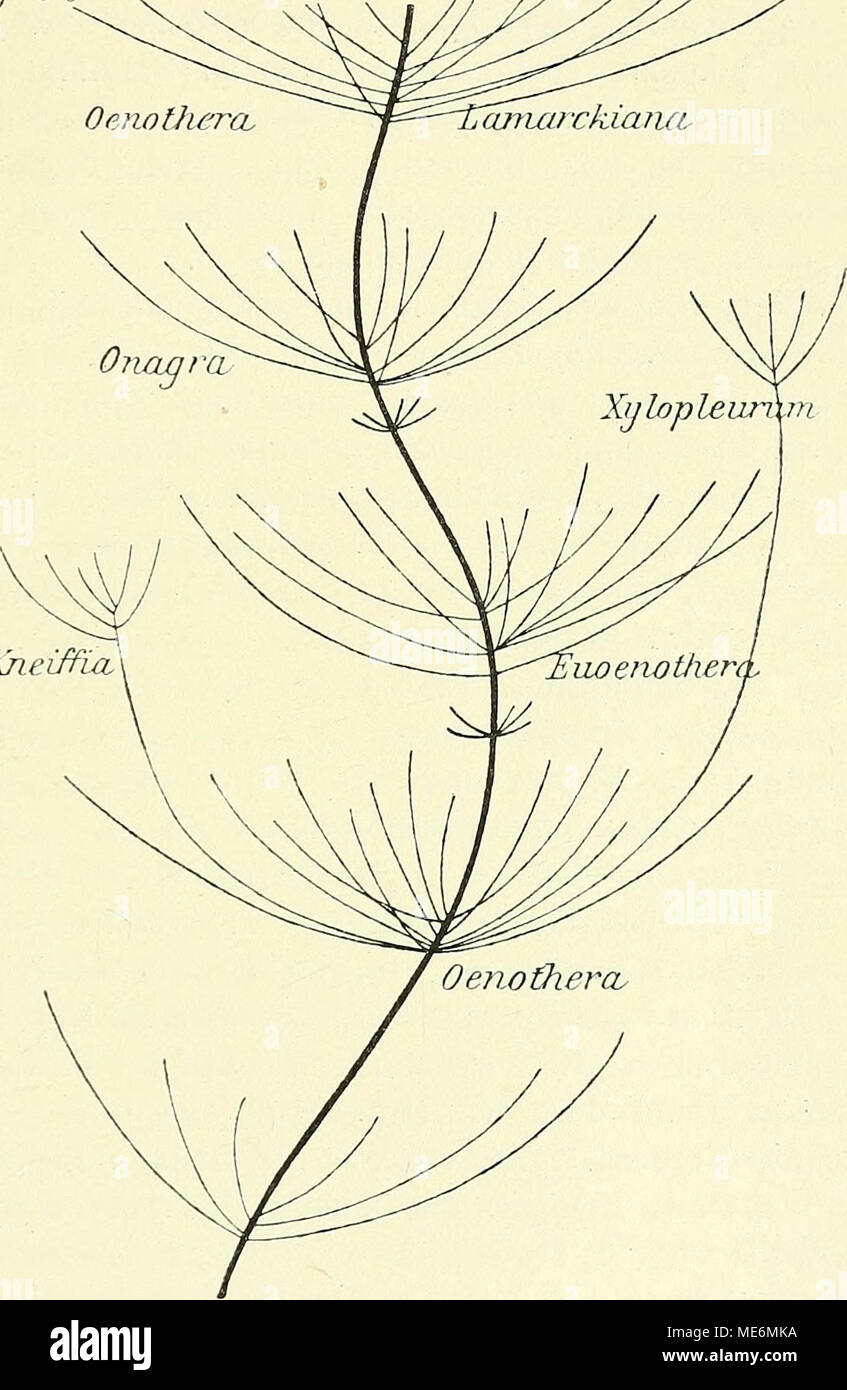 . Die mutationstheorie. Versuche und beobachtungen über die entstehung von arten im pflanzenreich . Kneiffia Fig. 159. Schematischer Stammbaum für die progressive Artbildung, ausgehend von Oenothera Lamarckiana. Die obere Gruppe ist eine reducirte Form der Fig. 158 uud enthält dieselben neuen Arten. Onagra ist die Untergattung, zu der die Oen. La- marckiana gehört. Lhtoenothera, Kneiffia und Xylopleurum sind andere Untergattungen von Oenothera. Die beiden eingeschalteten kleinen Gruppen von Seiten zweigen sollen die mehrfachen zwischenliegenden Mutationsperioden andeuten. Die Figur wäre nach u Stock Photo