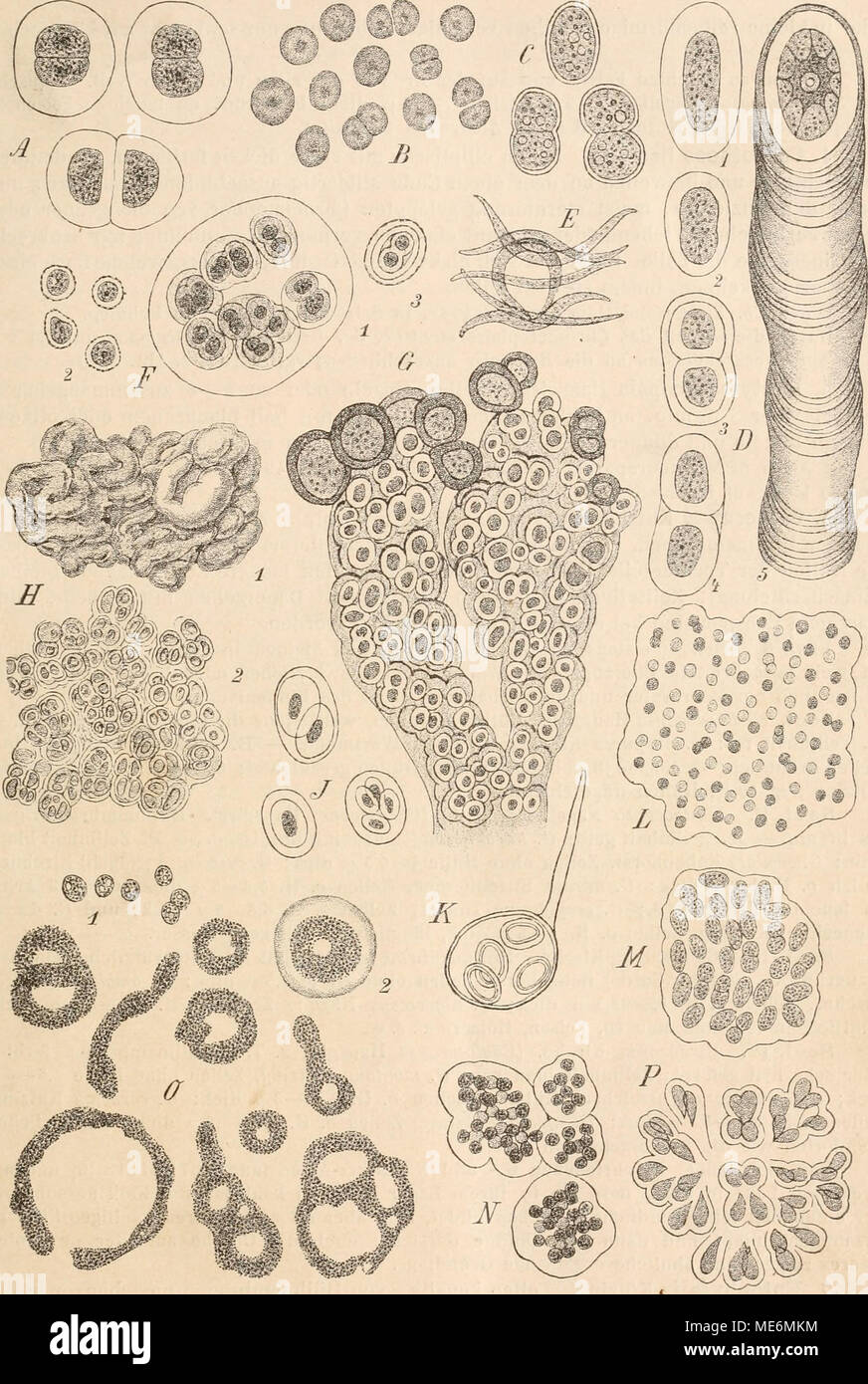 . Die Natürlichen Pflanzenfamilien nebst ihren Gattungen und wichtigeren Arten, insbesondere den Nutzpflanzen, unter Mitwirkung zahlreicher hervorragender Fachgelehrten begründet . Fig. 49. A Chroococcus turgidlis Näg. (575|1). — B Synechocystis aquatilis Sauv. (1000/1). — C Syuechococcns airu- ginosus Näg. (575/1). — D C'hrootlicce RichterianaH.a.nsg. (575/1). — E Dactylococcopsis rhaphidioides Hansg. ('2000/1).— F Gloeocapaa sanguinea Kütz., 1 vegetative Familie, 2 Dauerzellen, 3 Keimungszustand einer Dauerzelle (575/1). — G Entophysalis granulosa Kütz., mit Dauerzellen (575/1). — ü Placoma  Stock Photo