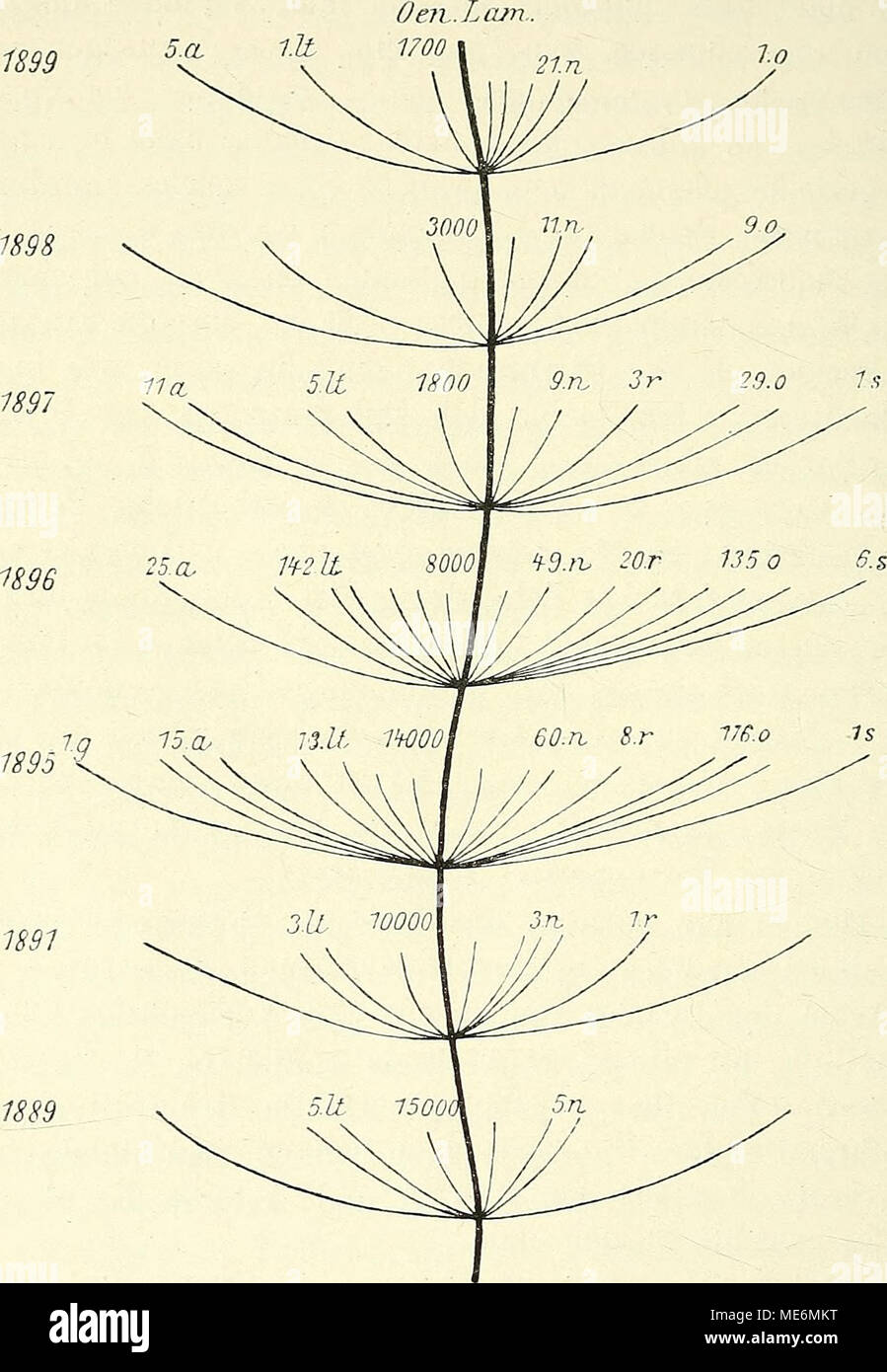 . Die mutationstheorie. Versuche und beobachtungen über die entstehung von arten im pflanzenreich . Fig. 158. Stammbaum von Oenothera LamarcMana, die jährliche Entstehung neuer Arten im Versuchsgarten in den Jahren 1889—1899 darstellend, g O. gigas, a 0. al- bida, lt O. lata, n 0. nanella, r 0. rubrinervis, o 0. oblonga, s O. scintillans. Die den Buchstaben vorgesetzten Zahlen bedeuten die Anzahl, in der die betreffende Art jedesmal auftrat. Die Zahlen an dem Hauptstamme geben den Umfang der Culturen an. solchen Fällen des bezeichnenden x^usdruckes „explosiv erfolgende Umgestaltungen&quot;.1 J Stock Photo
