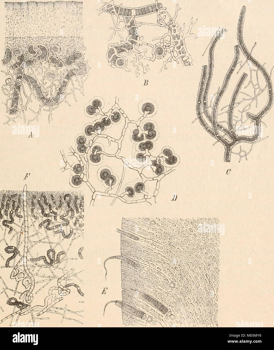 . Die NatÃ¼rlichen Pflanzenfamilien nebst ihren Gattungen und wichtigeren Arten, insbesondere den Nutzpflanzen, unter Mitwirkung zahlreicher hervorragender Fachgelehrten begrÃ¼ndet . Fig. 48. Schizophyceae als Flechten-Gonidien. A, B Stereocaulon ramulosum mit Scytonema-doniiiea (330(1). â C Dictyonema seric.eum mit Scytonema-Goniiien (80)1). â D Synalissa symphorea mit Glococapsa-Gonidien (475|1). â E Lichma sp. mit Rivularia-tiomÃ¼Lien (300|1). â F Collema microphyllum mit Nostoc-Goniiien (500/1). (AâD nach Bornet, E nach Schwendener, F nach Stahl). Amphithrix, sowie die Untergattung Homoeot Stock Photo