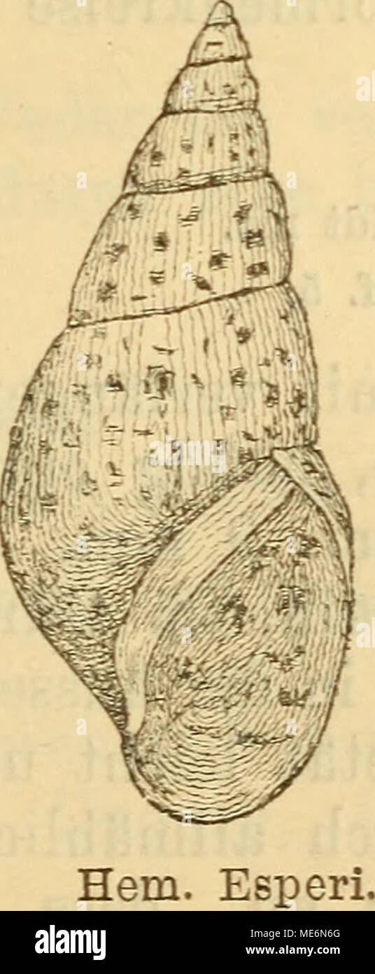 . Die Mollusken-Fauna Mitteleuropa's . Gehäuse: eiförmig-konisch, massig festschalig, blass olivenfarbig, unregelmässig röthlich punktirt, oft aber ganz Stock Photo