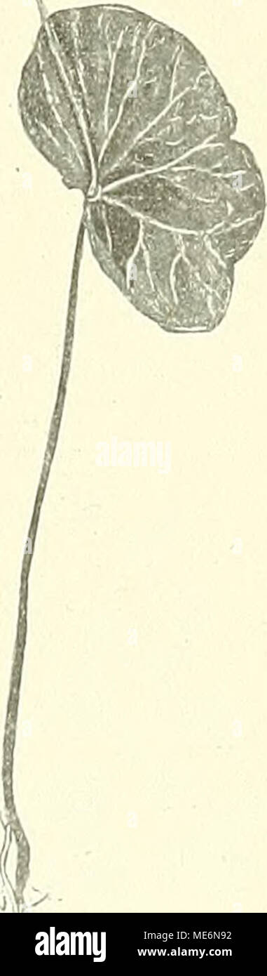 . Die mutationstheorie. Versuche und beobachtungen über die entstehung von arten im pflanzenreich . Fig. 59. Fagus si/lva- tica. Syncotyle Keim- pflanze, mit stark ver- längertem, epicotylem Internodium und ab- normaler Ausbildung der Plumula, Knoten mit nur einem Blatte, welches dann dem Syncotyl gegenüber zu stehen pflegt. Solche Fälle habe ich sowohl bei Mercurialis annua (Fig. 60) als auch bei Helianthus annuus1 sehr häufig beobachtet. Meist folgen dann weitere Störungen, wie ungleiche Grösse der beiden Blätter eines Paares, zweigipfeiige Over de erfelykheid van Synfisen. Botanisch Jaarboe Stock Photo